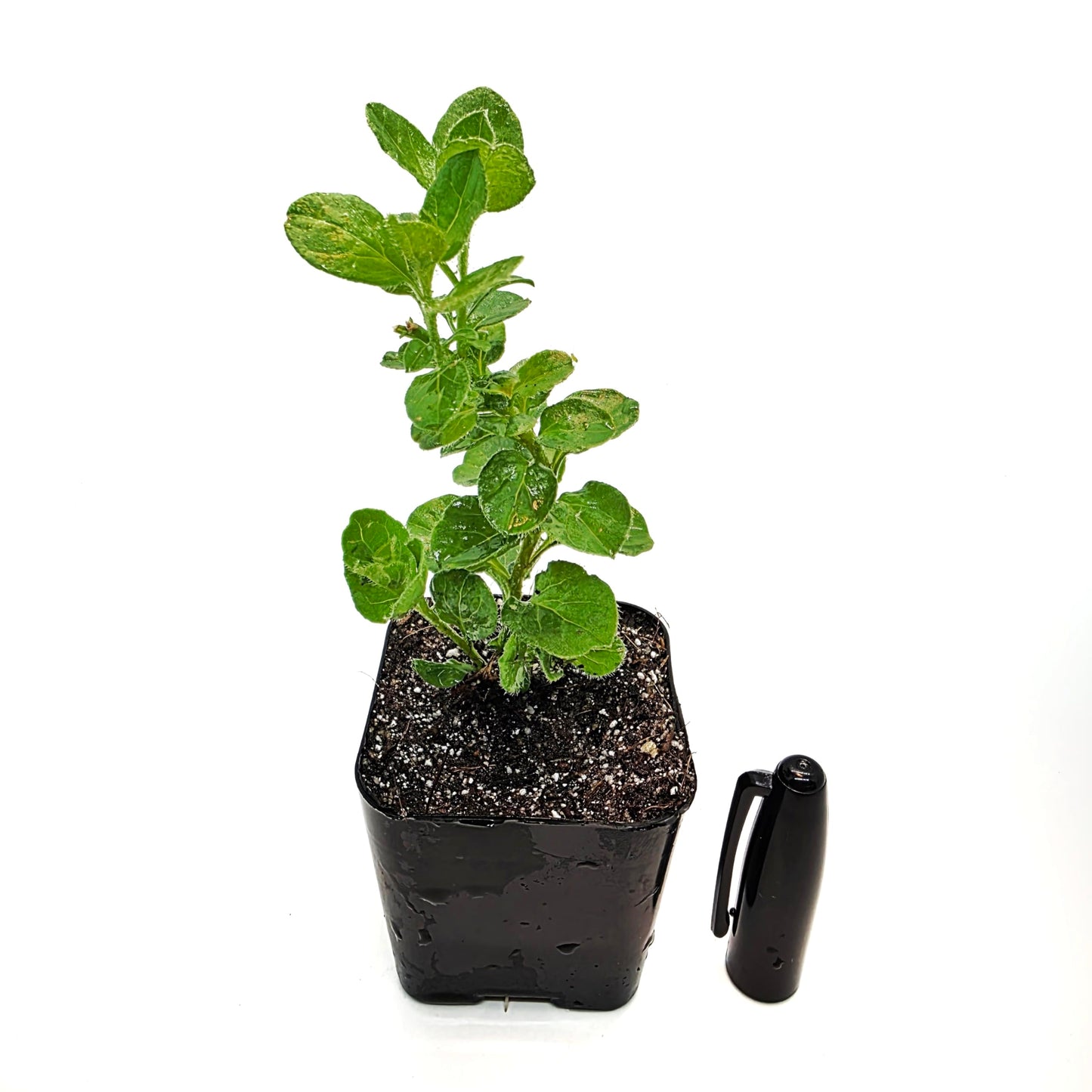 Live Convolvulus Mauritanicus Plant - 2 inch Starter mini Pot - Morning Glory - Low Maintenance, Air Purifying Plant for Home or Office