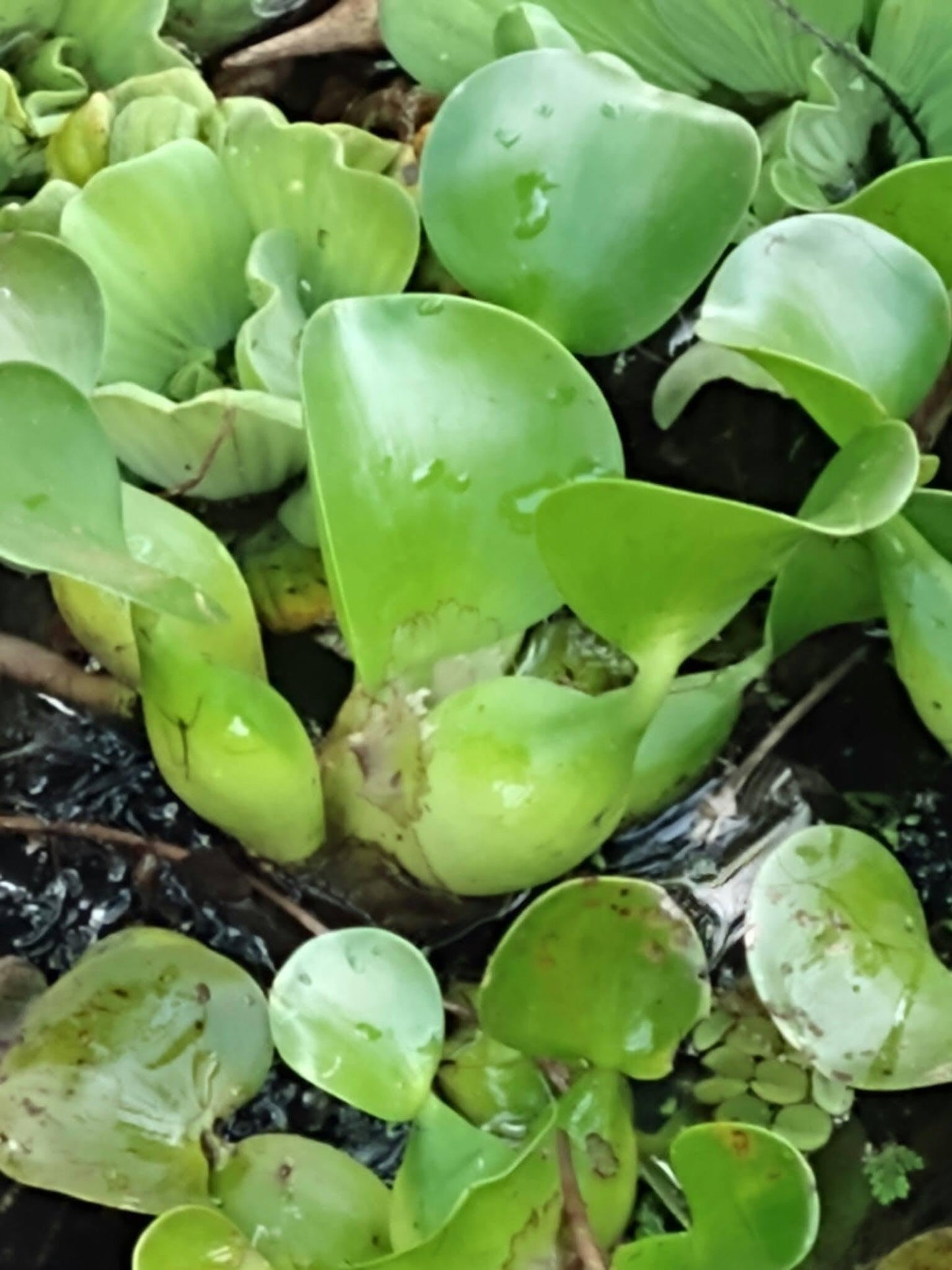 Three (3) Premium Water Hyacinth Floating Aquatic Live Tropical Plants