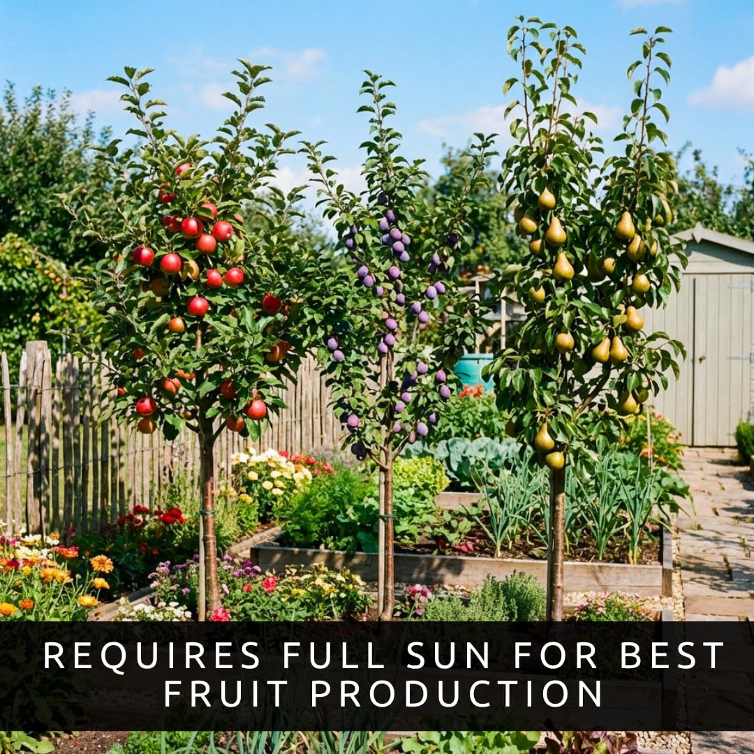 Apple, Plum & Pear Trees (3-Pack) – Dwarf Fruit Trees, Easy Grow Backyard Orchard Starter Kit (3 Pack - 1 of Each)