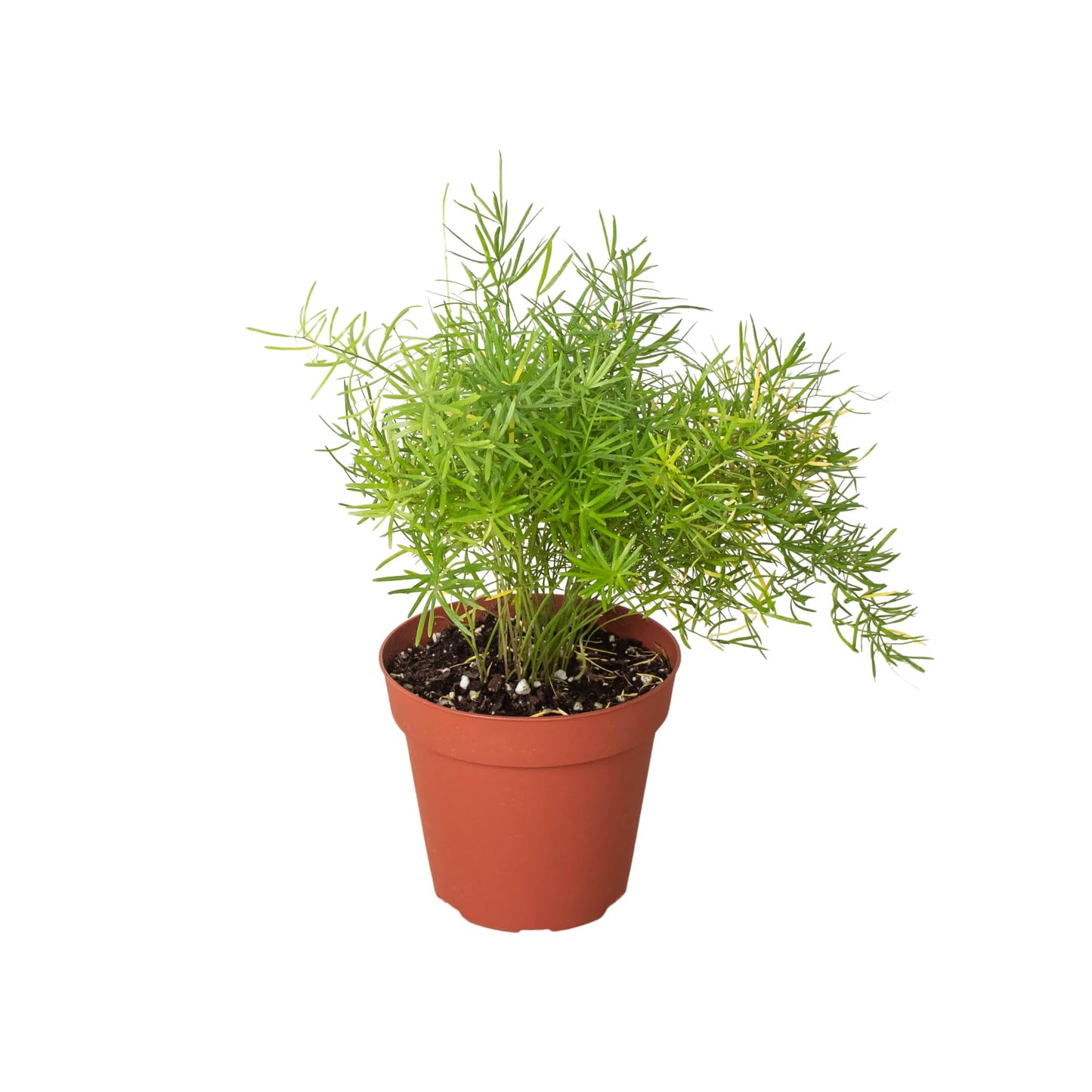 Fern 'Sprengeri' | Live Plant for Indoor & Outdoor | for Living Room, Office, Bathroom | (4" Pot)
