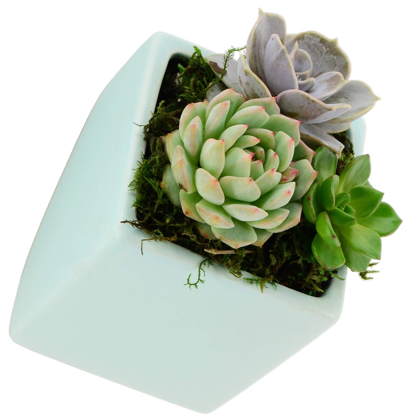 Arcadia Garden Products WP11MT Small Wall Planter Cube, Mint