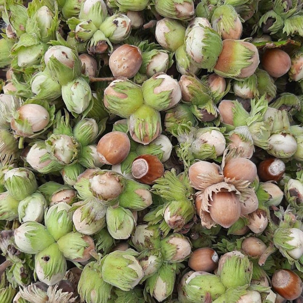 American Hazelnut Tree Live Plant, 2-3 Feet Tall, Edible Hazelnut Tree Plant in 3 Gallon Pot, No Shipping CA