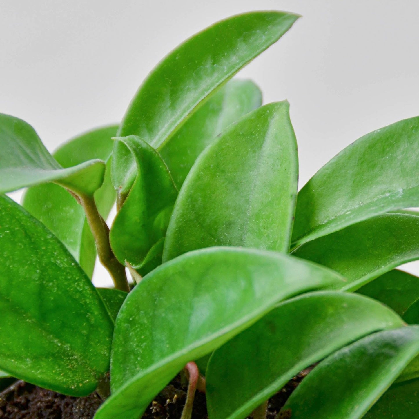 Hoya Carnosa | Live Plant for Indoor & Outdoor | for Living Room, Office, Bathroom | (4" Pot)