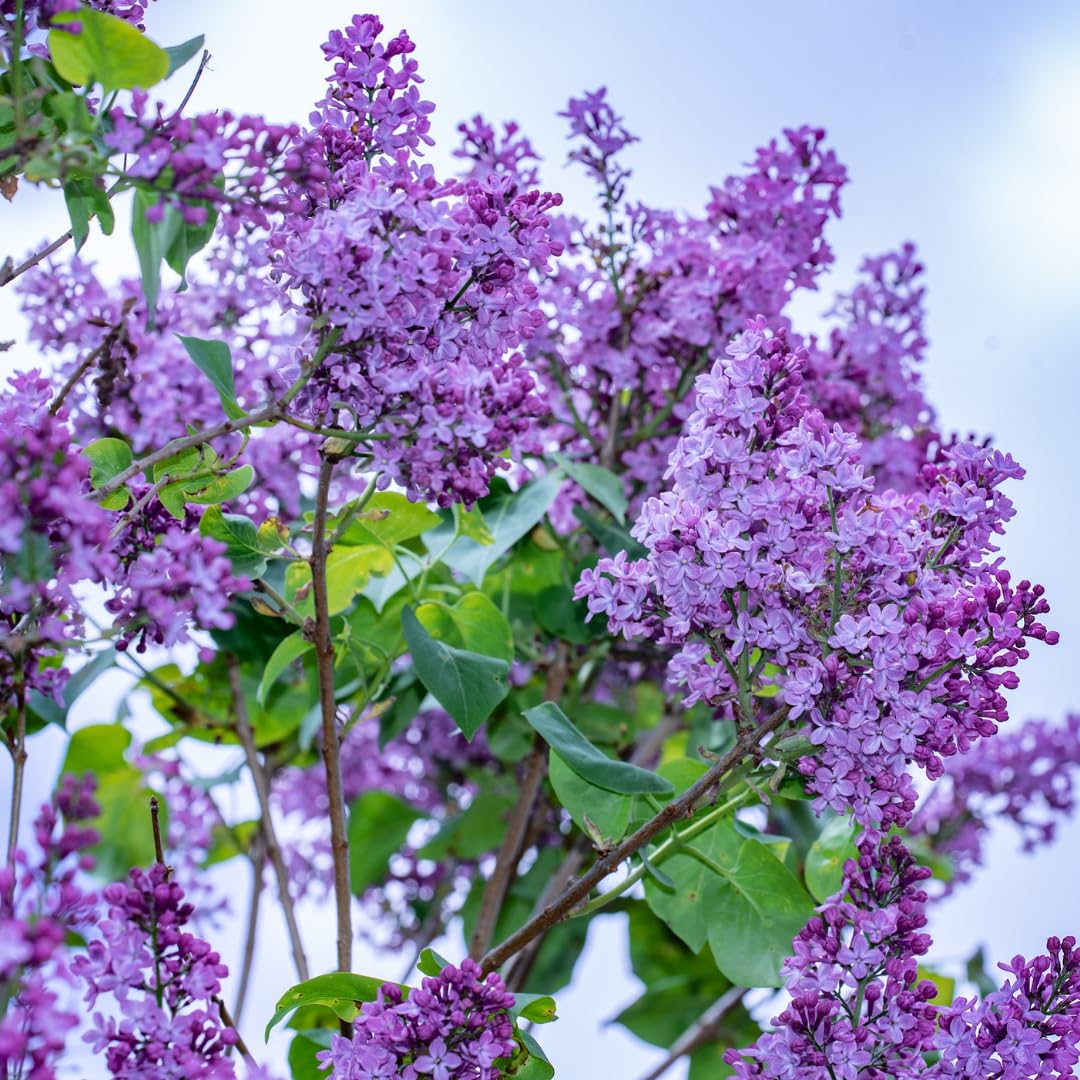 2 Lilac Trees Live Plants, 1 Year Old Well-Rooted Purple Syringa Bushes Seedling,6 to 12 Inches Tall, Fragrant, Zones 3-7
