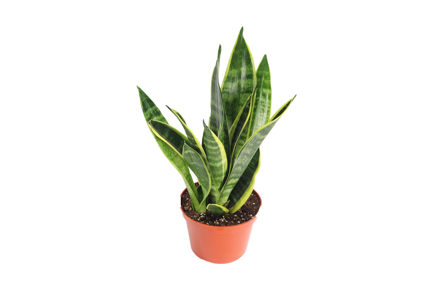 Sansevieria Superba - 6" from California Tropicals