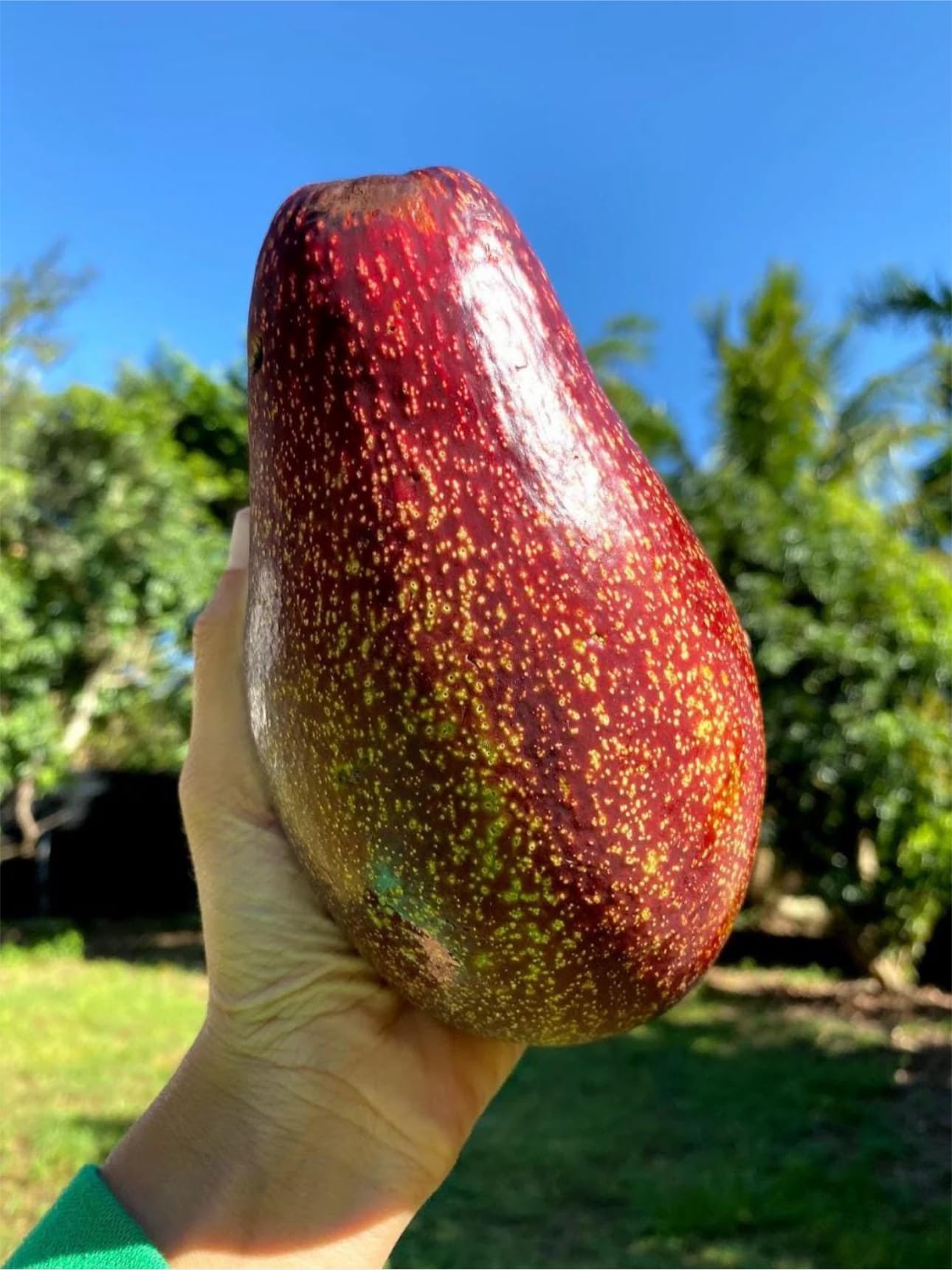 Red Avocado (perseamericana) Live Fruit Tree (Aguacate) (10inch-1ft)