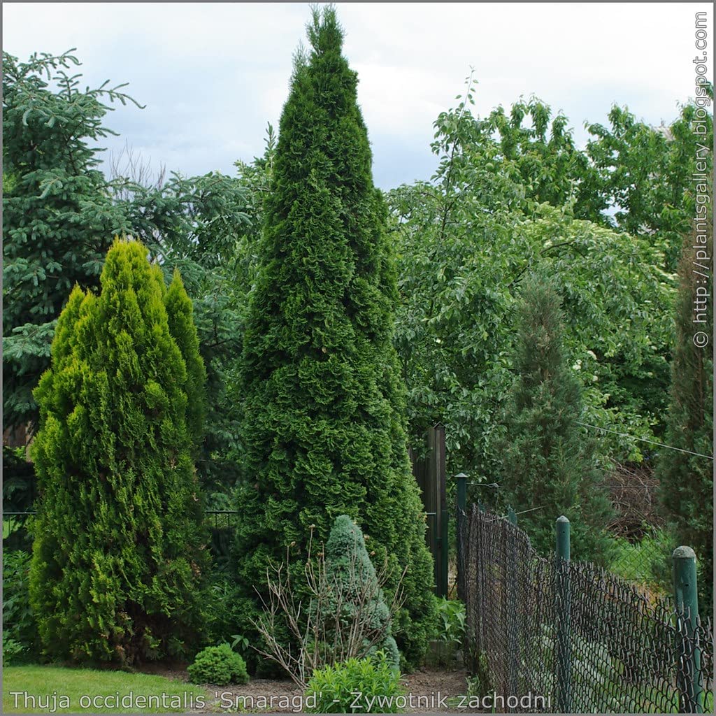 25 Thuja Green Giant Arborvitae 8-14" Tall Trees