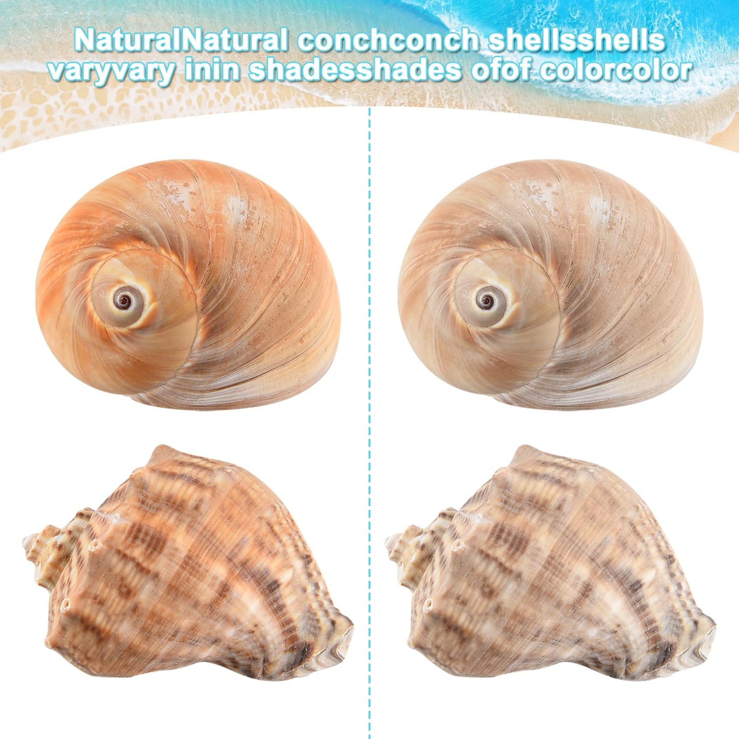 LYHZLBAY Hermit Crab Shells Large 6pcs,Natural Conch Shell Size 2.8" - 3.8", Opening Size 1.5" - 2.7", Large Sea Shells Turbo Seashells for Hermit Crab Supplies and Beach Decorations