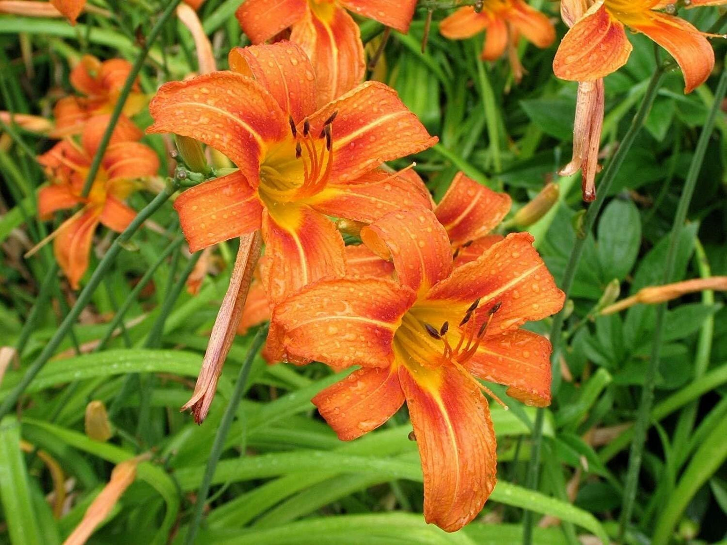 Live Plant - 10 Wild Orange Daylily Fans/Root Systems - Ditch Lily - (Hemerocallis fulva)