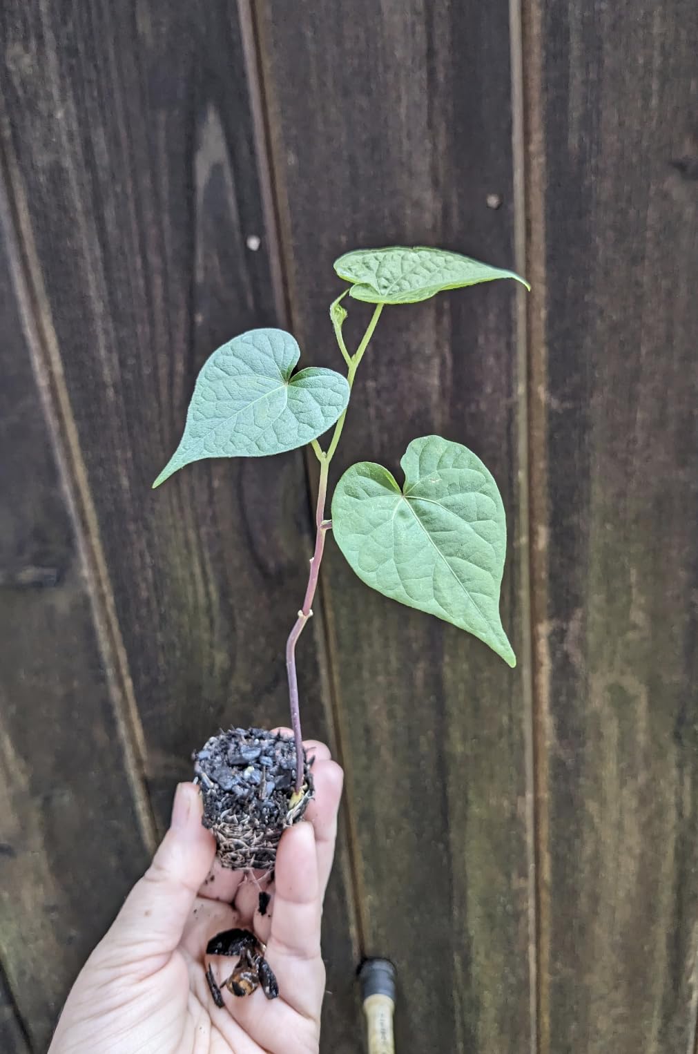 Pack of 4 - Live Starter Vines, Heavenly Blue Morning Glory Live Plants