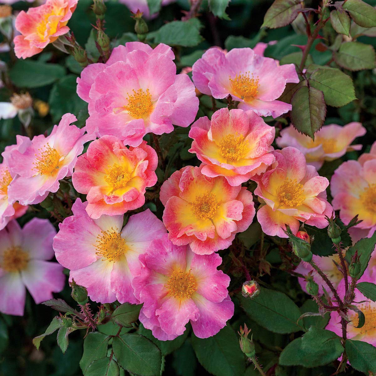 BRECK'S - Watercolors Home Run Dormant Bare Root Shrub Rose, Includes one Plant per Order