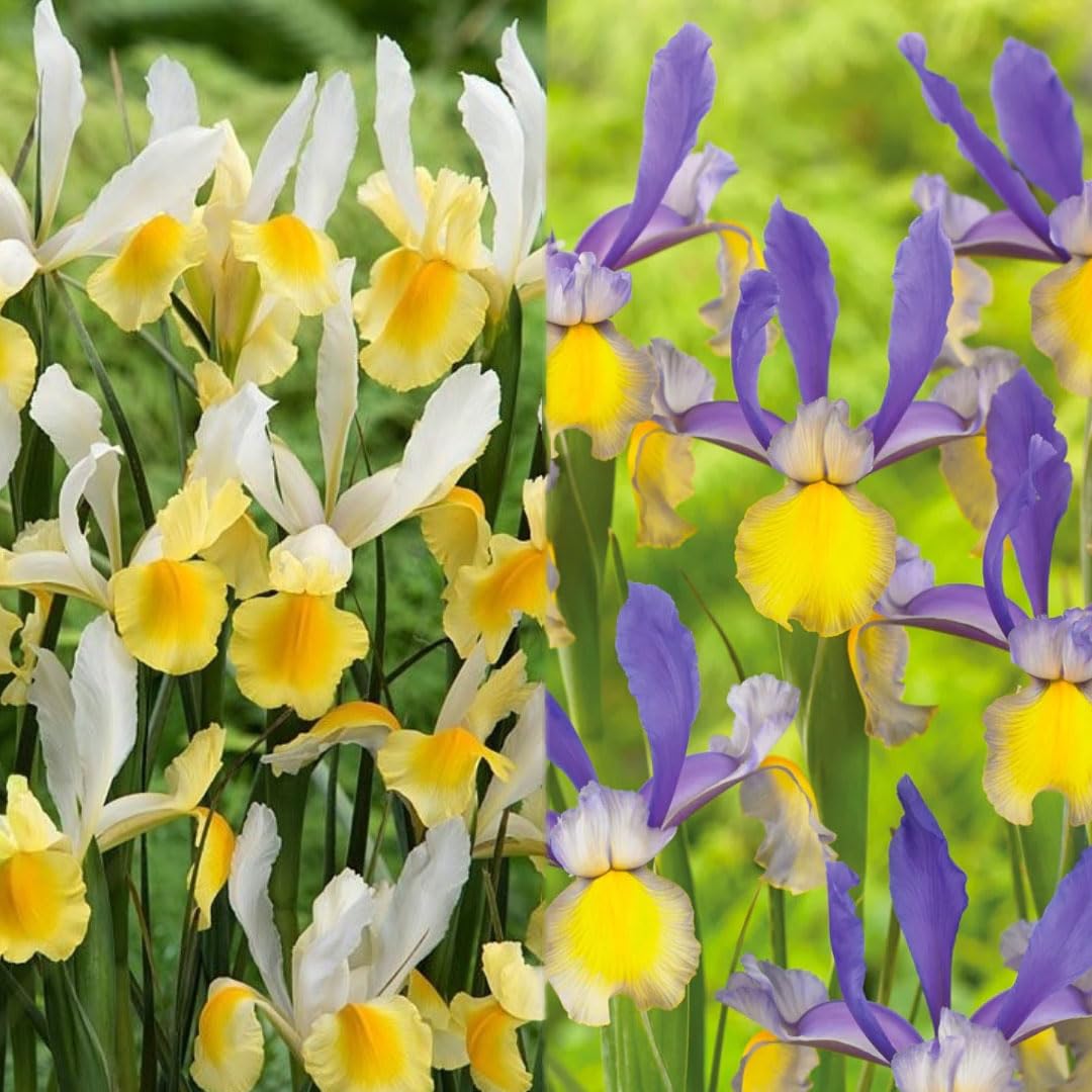 Votaniki Montecito & Miss Saigon Iris Mix Bulbs - Perennial Dutch Iris, Fragrant Blooms | Spring Flowering 15x Montecito and 15x Miss Saigon Iris Bulbs - Easy to Grow (30 Pack)