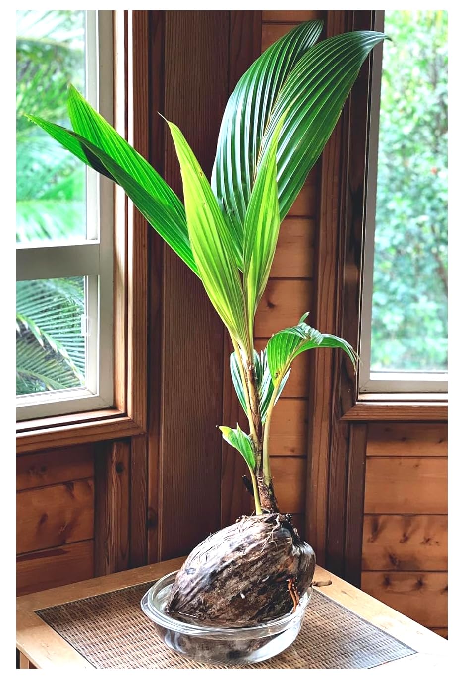 Live Coconut Palm Tree 1-4 Feet Large Sprouted Cocos Nucifera Plant for Indoor & Outdoor Green Dwarf Malayan