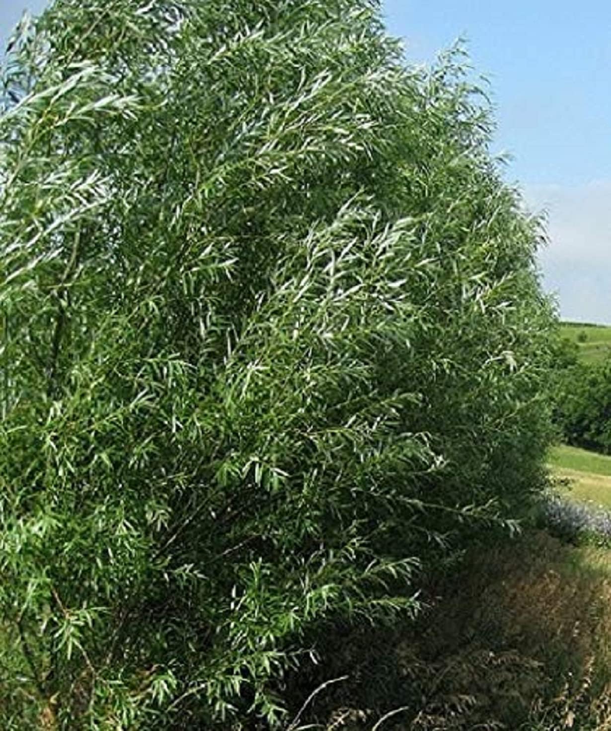 30 Austree Hybrid Willow Trees, Fastest Growing Shade or Privacy Tree - Austree Hybrid Willow Tree - 30 Live Trees