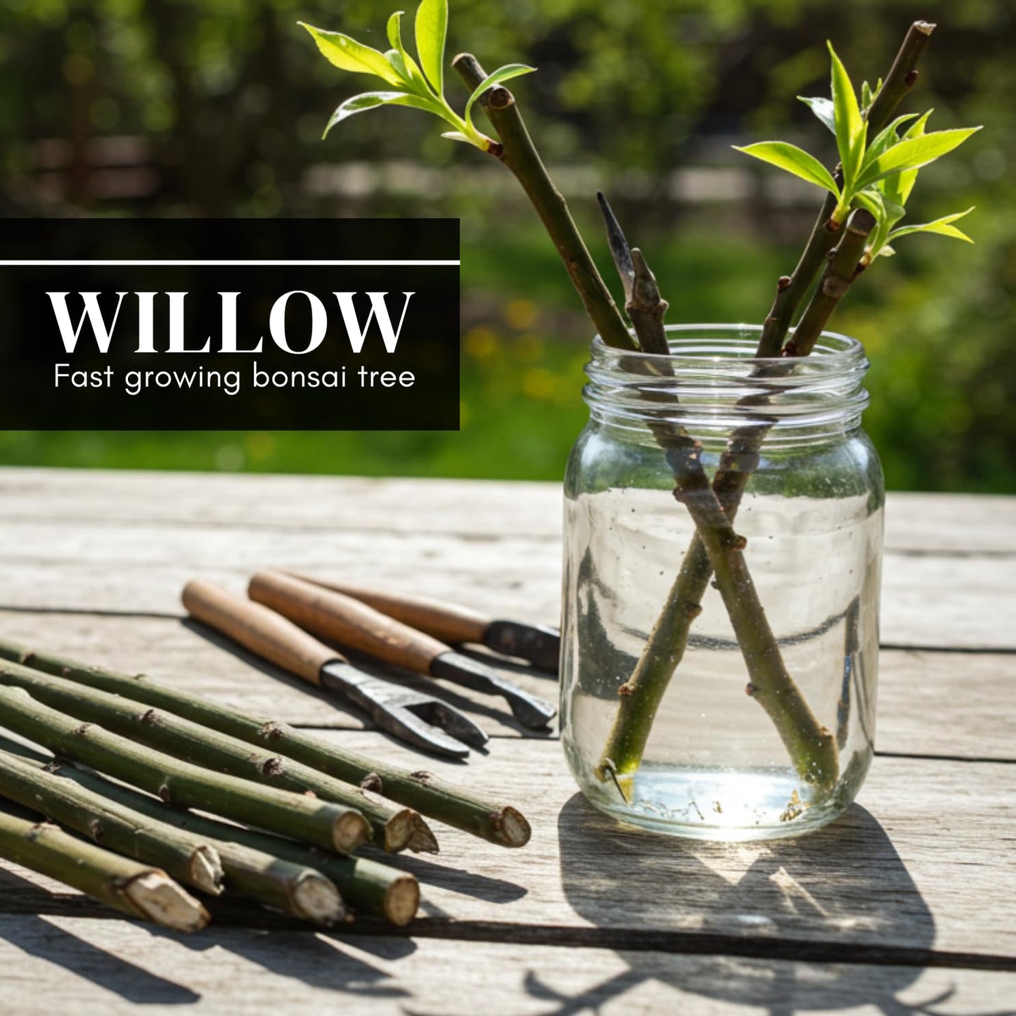 Hey Dina Willow Bonsai Tree - Thick Trunk Cutting, Fast Growing - Easy Care Indoor/Outdoor Bonsai – Living Gift for Beginners or Plant Enthusiasts