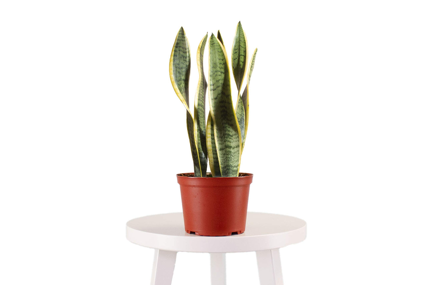 Leaf & Linen 4" Grow Pot, Live Indoor/Outdoor-Air Houseplant and Office Décor | Low Light Collection, 4 INCH, Snake Plant-Sanseveria Laurentii
