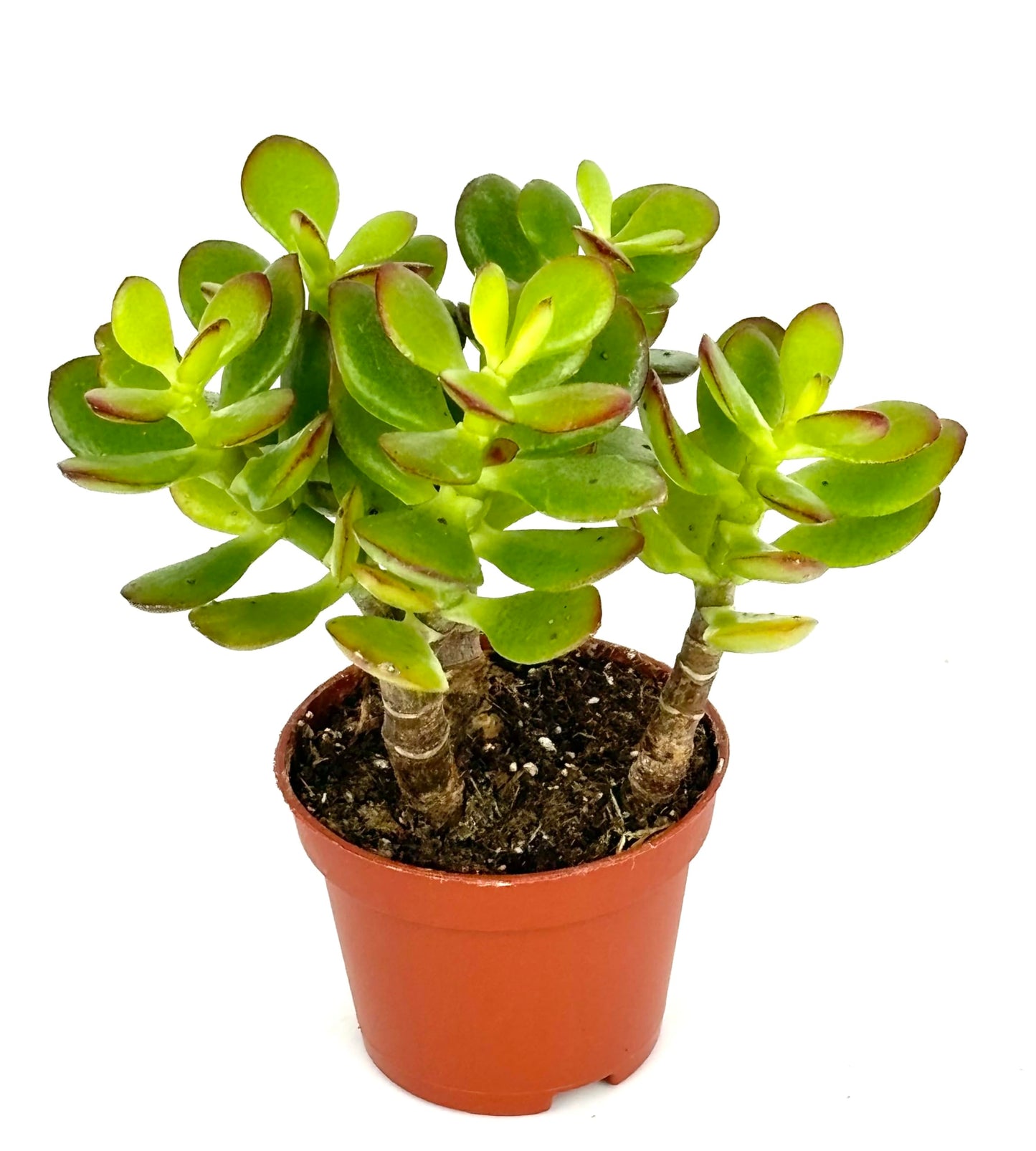 Jade Succulent Plant, Easy Care, Live Plant 2" Pot