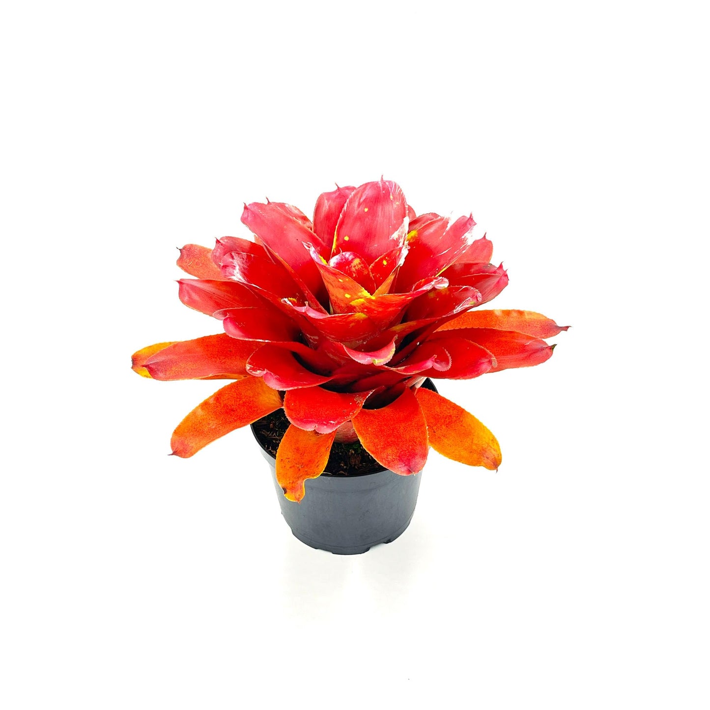 ragnaroc Live Plants – Bromeliad Neoregelia Lamberts Pride, 8-12" in 6" Pot - 1ct - Live Arrival Guaranteed - House Plants for Home Decor & Gift