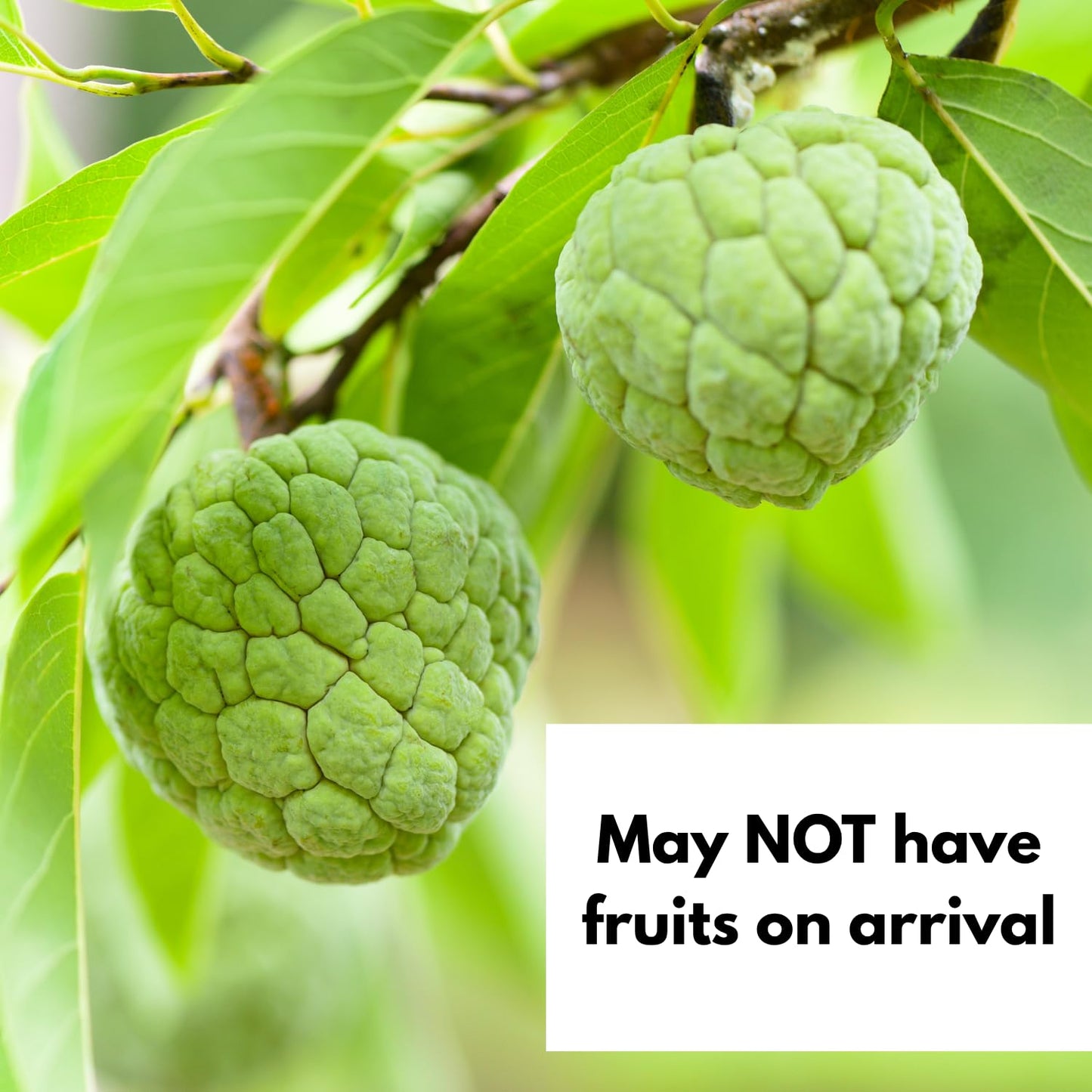Sugar Apple Tree Live Plant, 1.5-2.5 Feet Tall, Annona Squamosa Sugar Apple Fruit Tree in Gallon Pot, No Ship CA