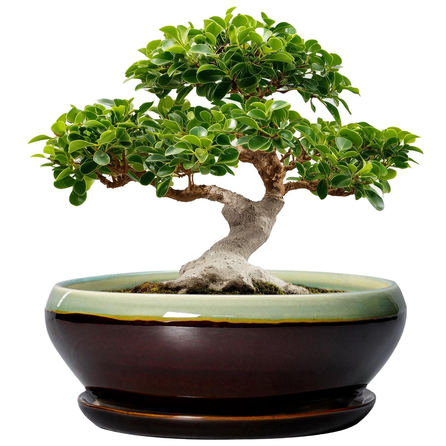 SQOWL Bonsai Pots 12 Inch - Large Ceramic Pots for Succulents with Drainage Hole and Saucer, Shallow Planter for Indoor Plants Outdoor, Round Planter Bowl, Office Decor, Gifts for Women, Green-Brown
