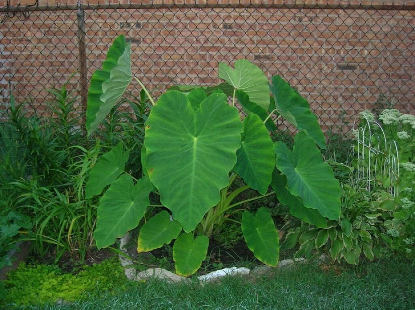 20 Live Colocasia Esculenta Elephant Ear Taro Gabi Kalo Eddo Bulbs by Greenhouse PCA