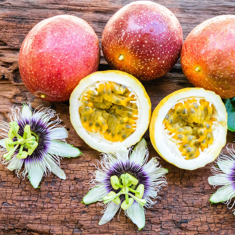 Purple Passion Fruit Tree Live Plant 1-2 Feet, Passionfruit Plant in Gallon Pot, High Yield, Fast Growing, Outdoor Garden Planting, No Ship to CA