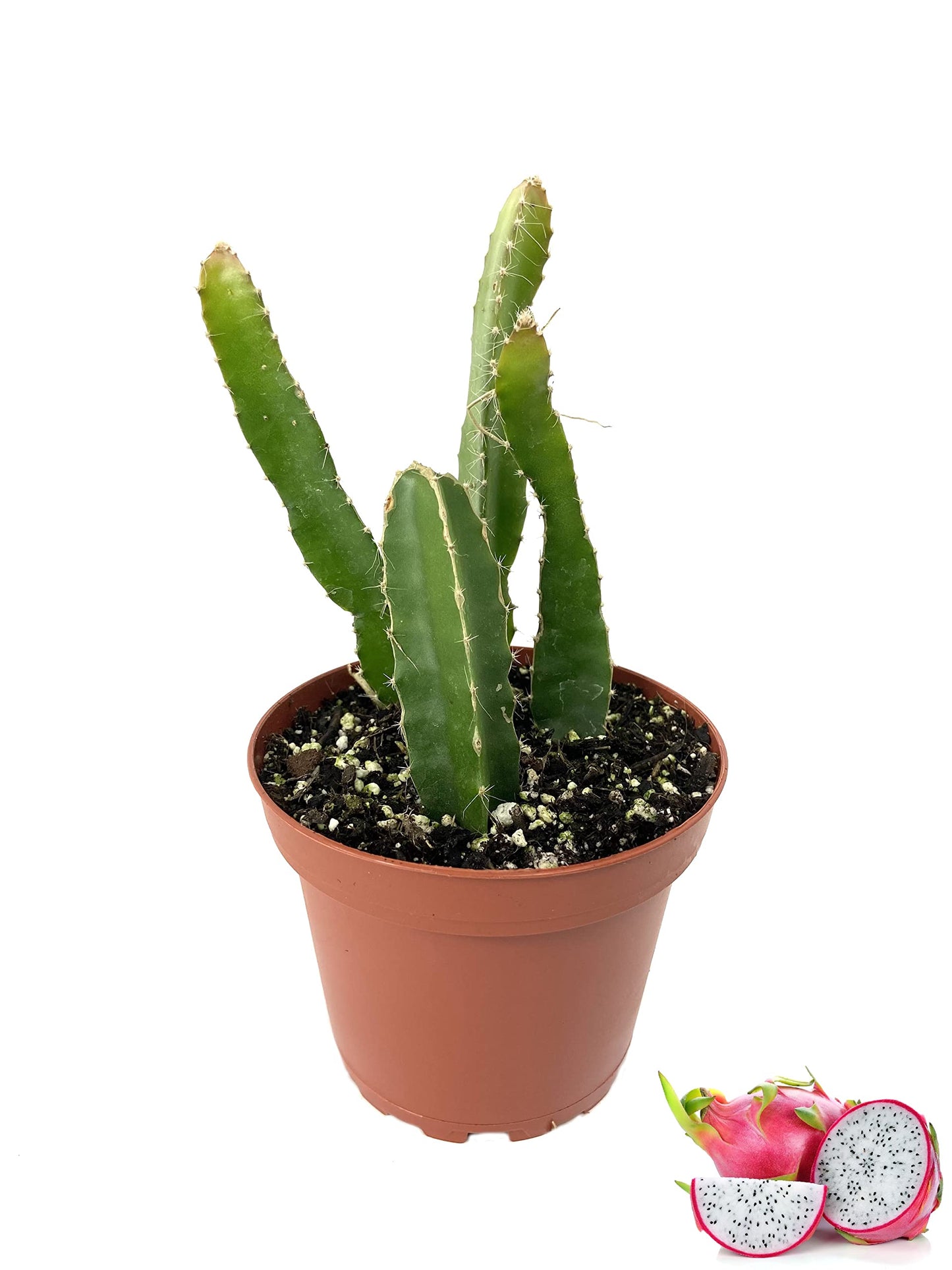 Dragon Fruit Tree - Live Plant in a 4 Inch Pot - Hylocereous Undatus - Edible Tropical Fruit Plant from Florida