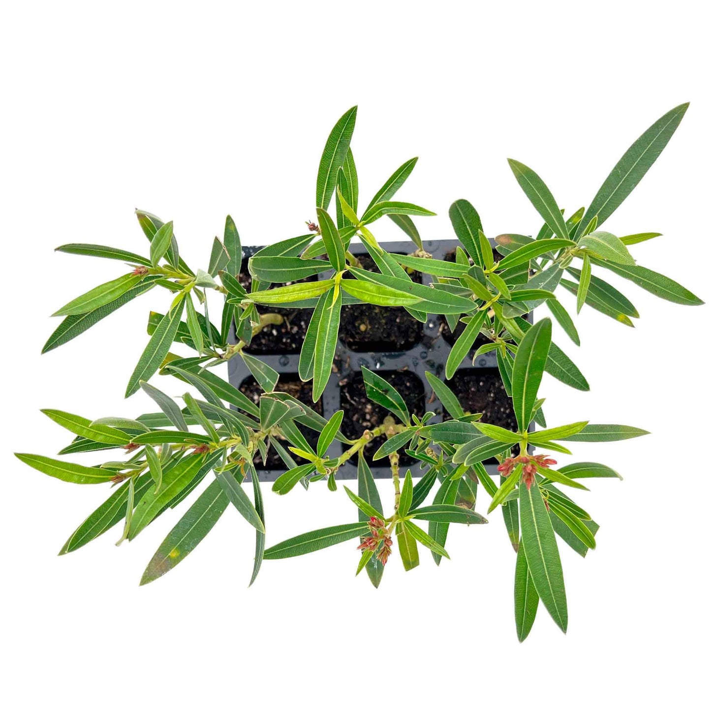 6 Petite Pink Oleander – Dwarf Evergreen Rosey Flowering Shrub for Hedges, Borders & Containers (Nerium Oleander ‘Petite Pink’) in 2.5″ Cubes, Live Plants
