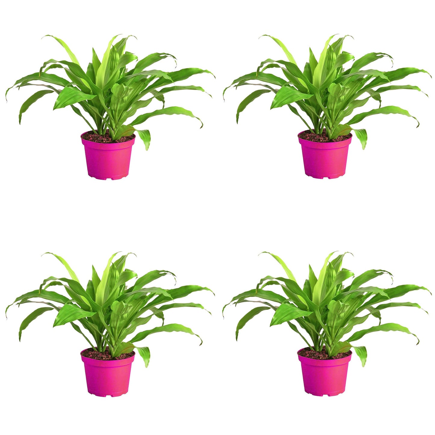 4 Pack Dracaena 'Lime Light' in 6in Pot - Live Plants Tropical Houseplants | Variegated | USA Growers | The Snobby Leaf