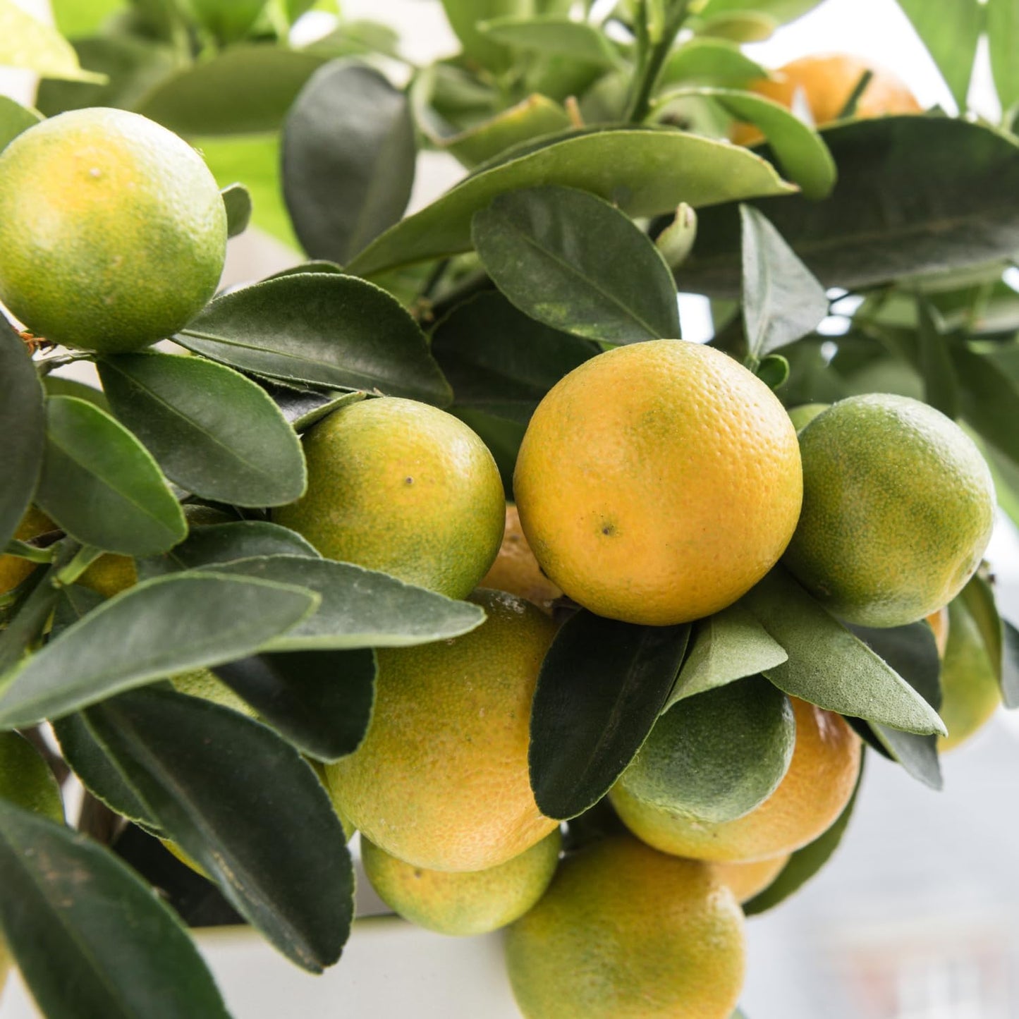 Calamansi Tree, Live Calamondin Citrus Fruit Plant in 5 Gallon Pot, Large Calamansi Kalamansi Tree for Planting Patio Garden