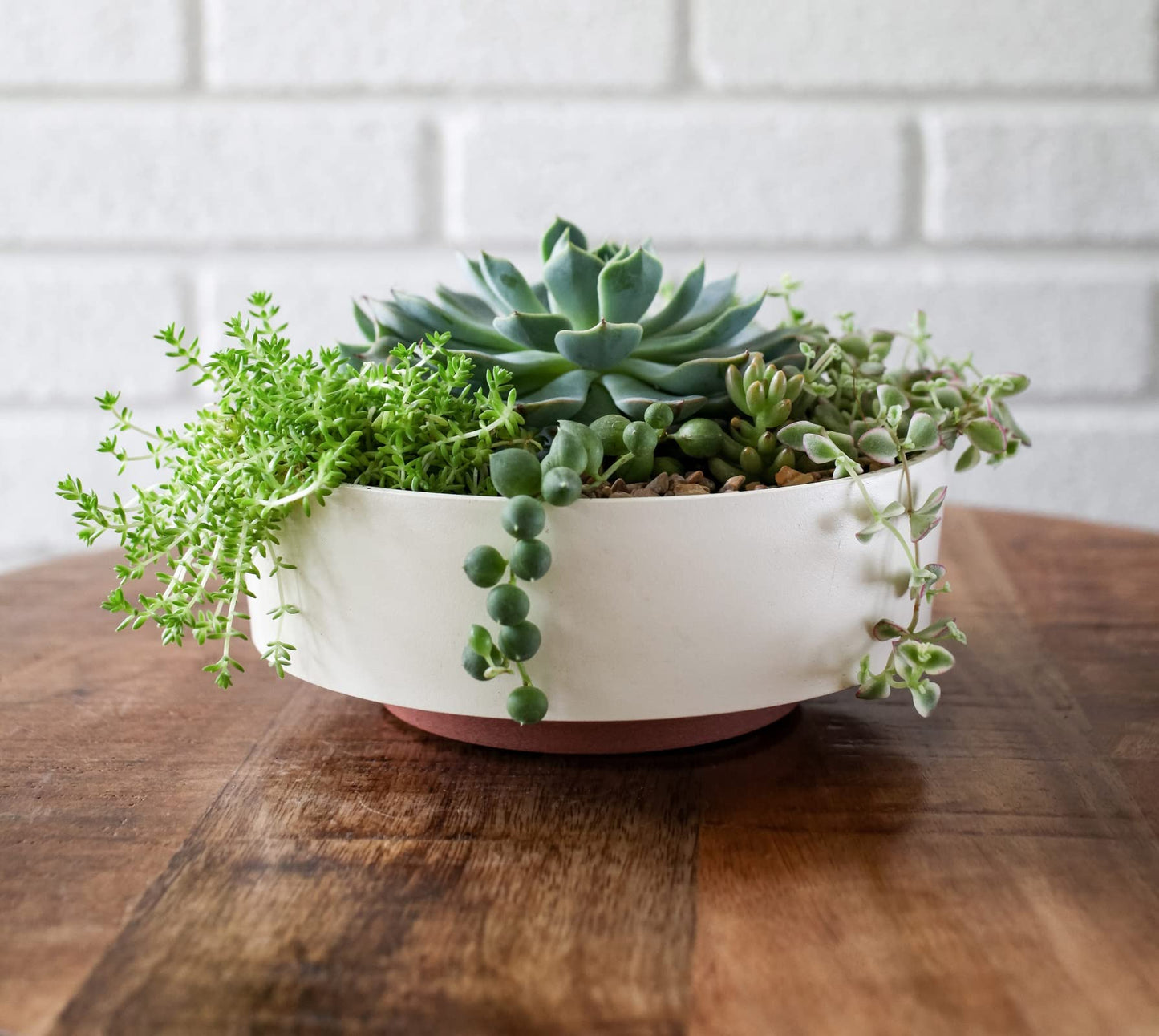 The HC Companies 8 Inch Round Plastic Succulent Capri Bowl Decorative Indoor Flower Succulent Planter Pot with Drain Plug Hole, Vanilla Bisque
