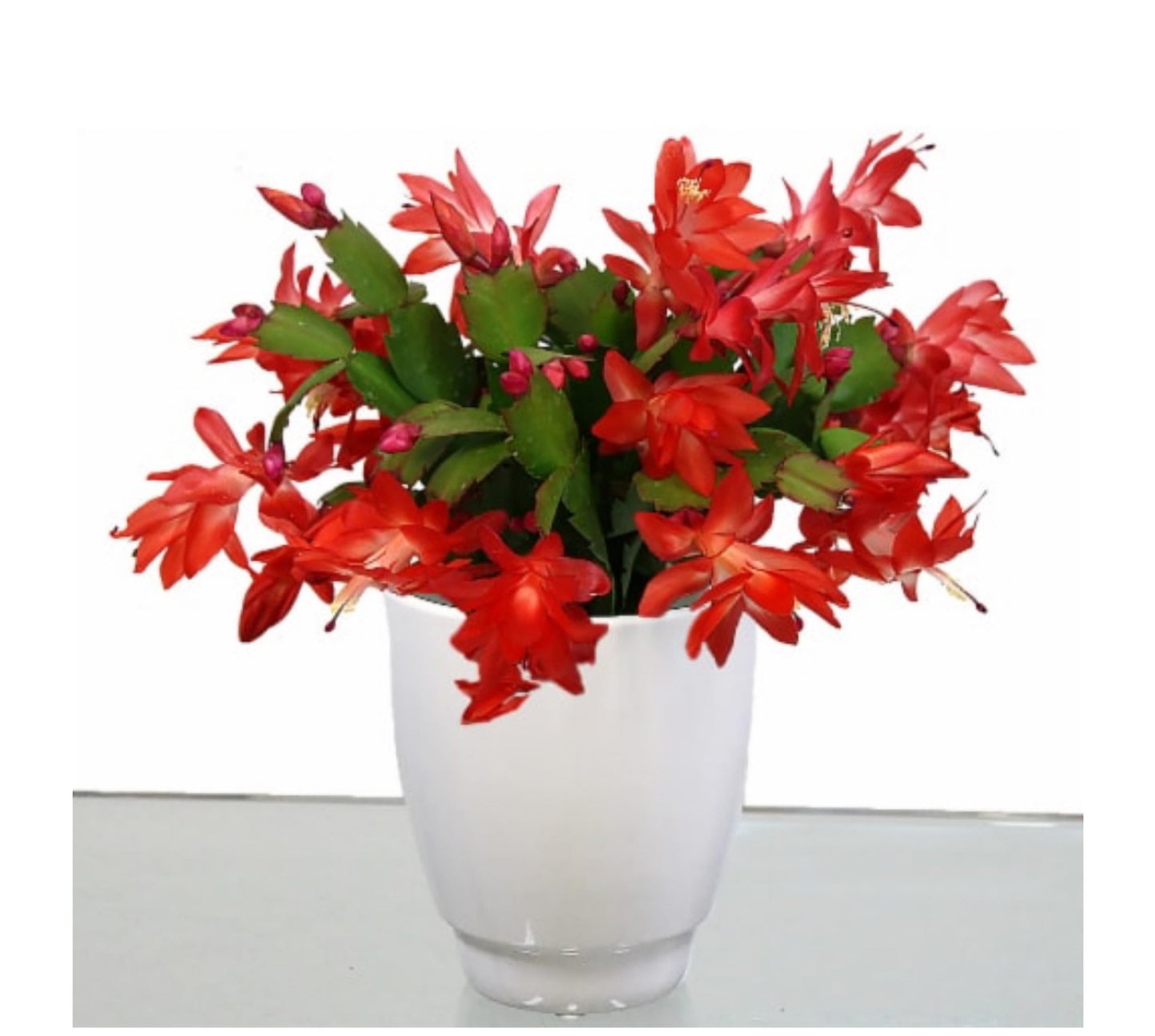 2" Orange Christmas Cactus Live Plant. (Orange)