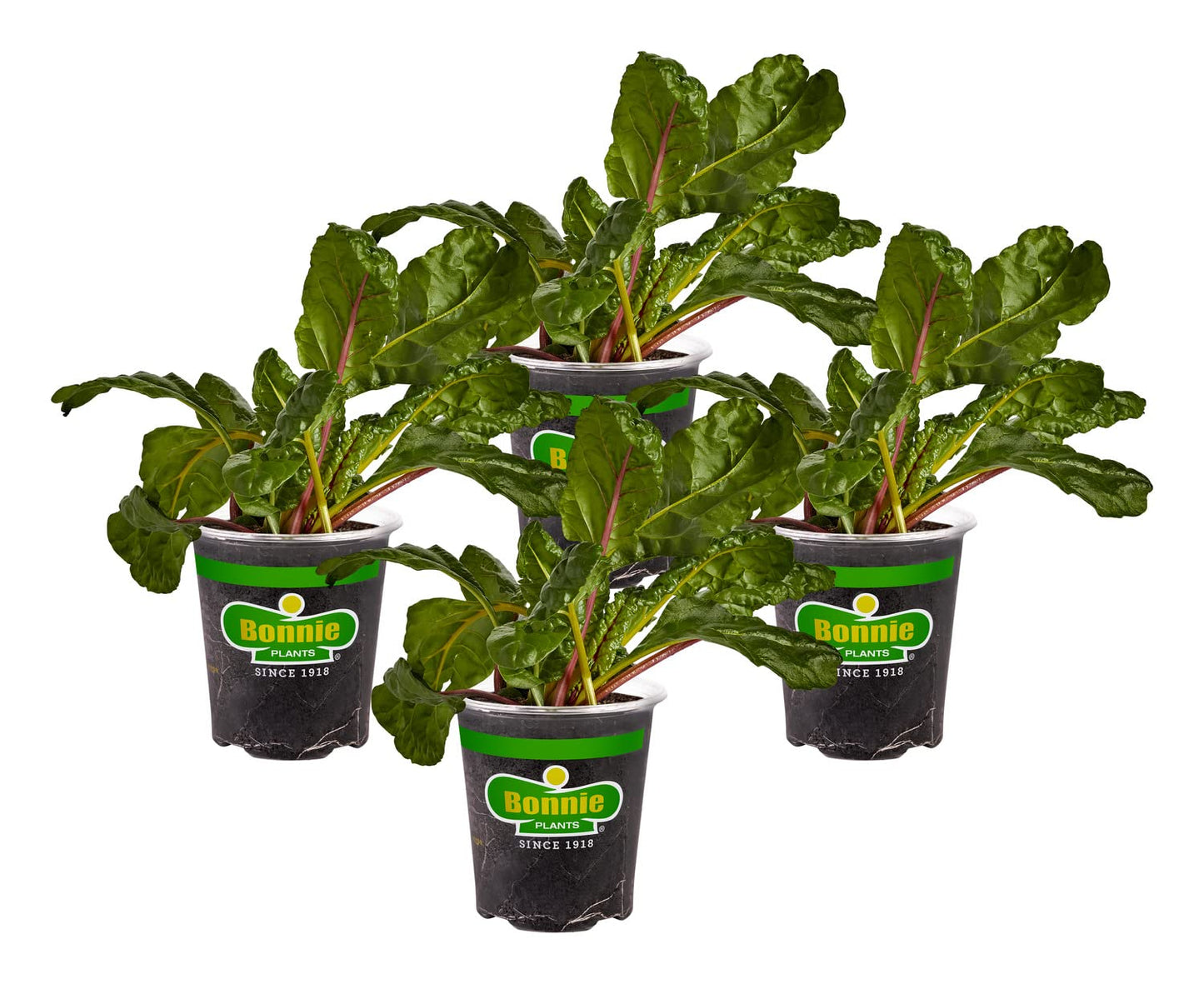 Bonnie Plants Swiss Chard 19.3 oz. 4-Pack