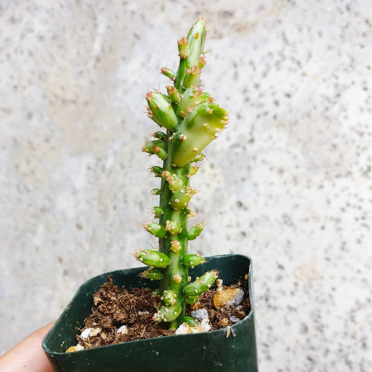 Variegated Joseph's Coat Cactus (2 inch)