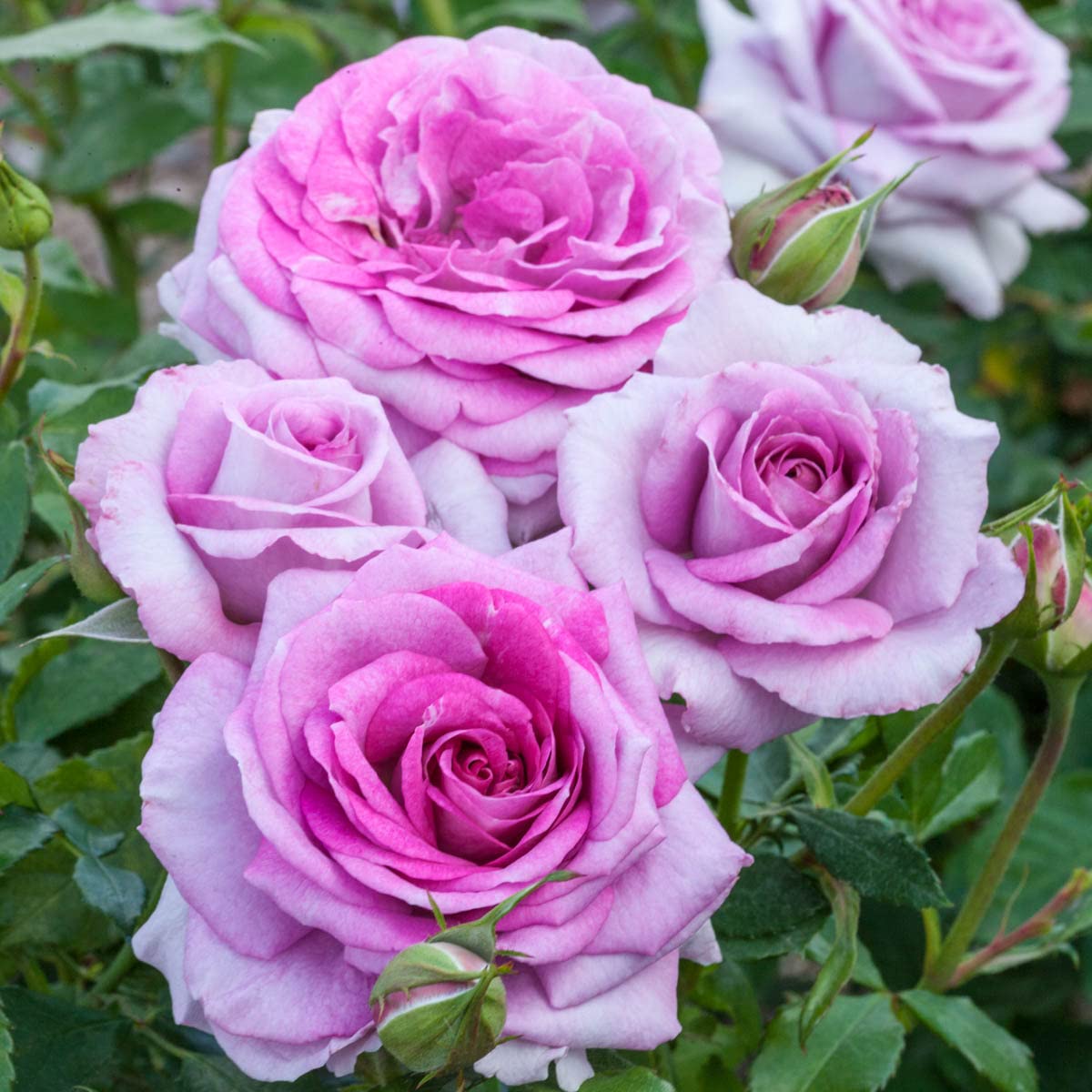 BRECK'S - Violets Pride Dormant Bare Root Floribunda Rose, Includes one Plant per Order