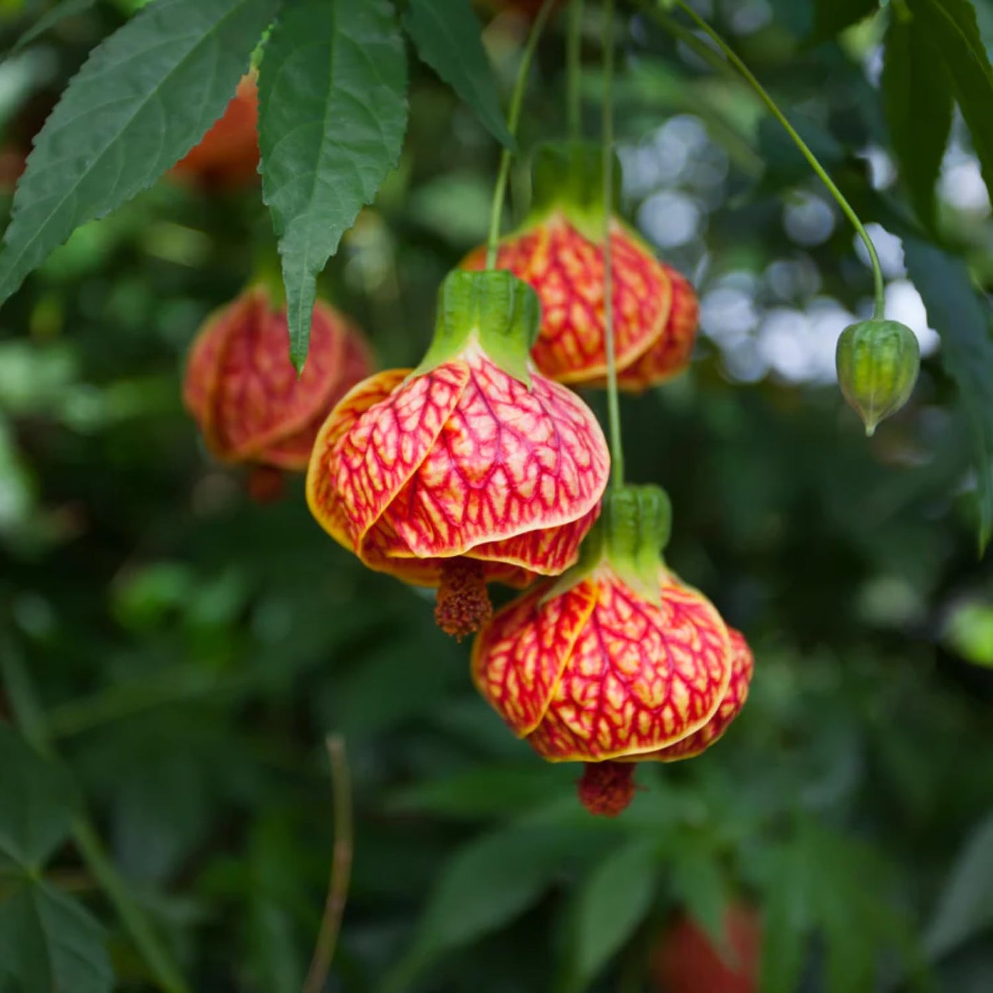 2 Abutilon Plants 5-9 Inches Tall - Lantern Trees Perfect for Enhancing Your Indoor and Outdoor Garden - Trailing Hanging Flower Vine (Orange Abutilon)
