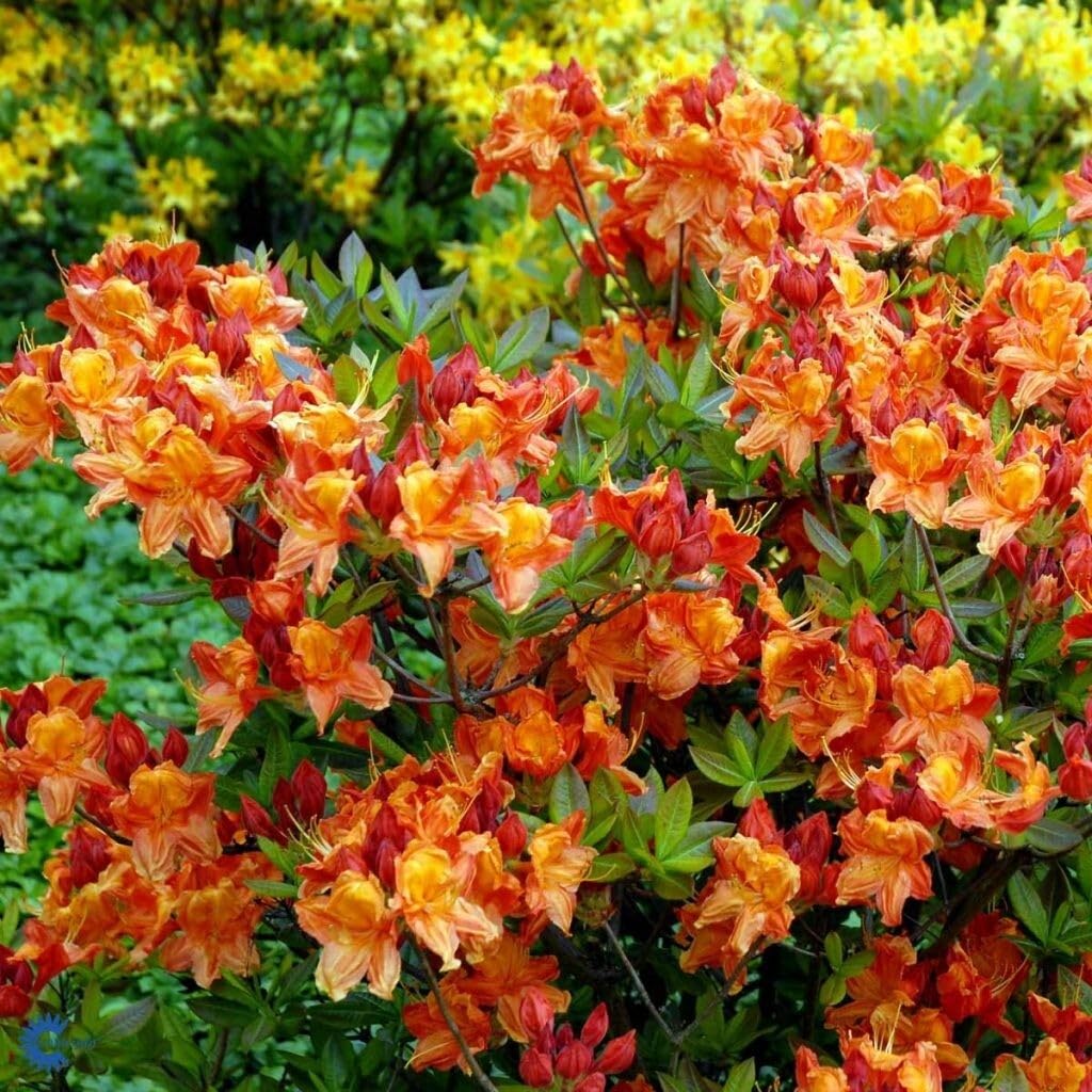 Live Plant - KLONDYKEAzalea RhododendronWell Rooted Starter Plant