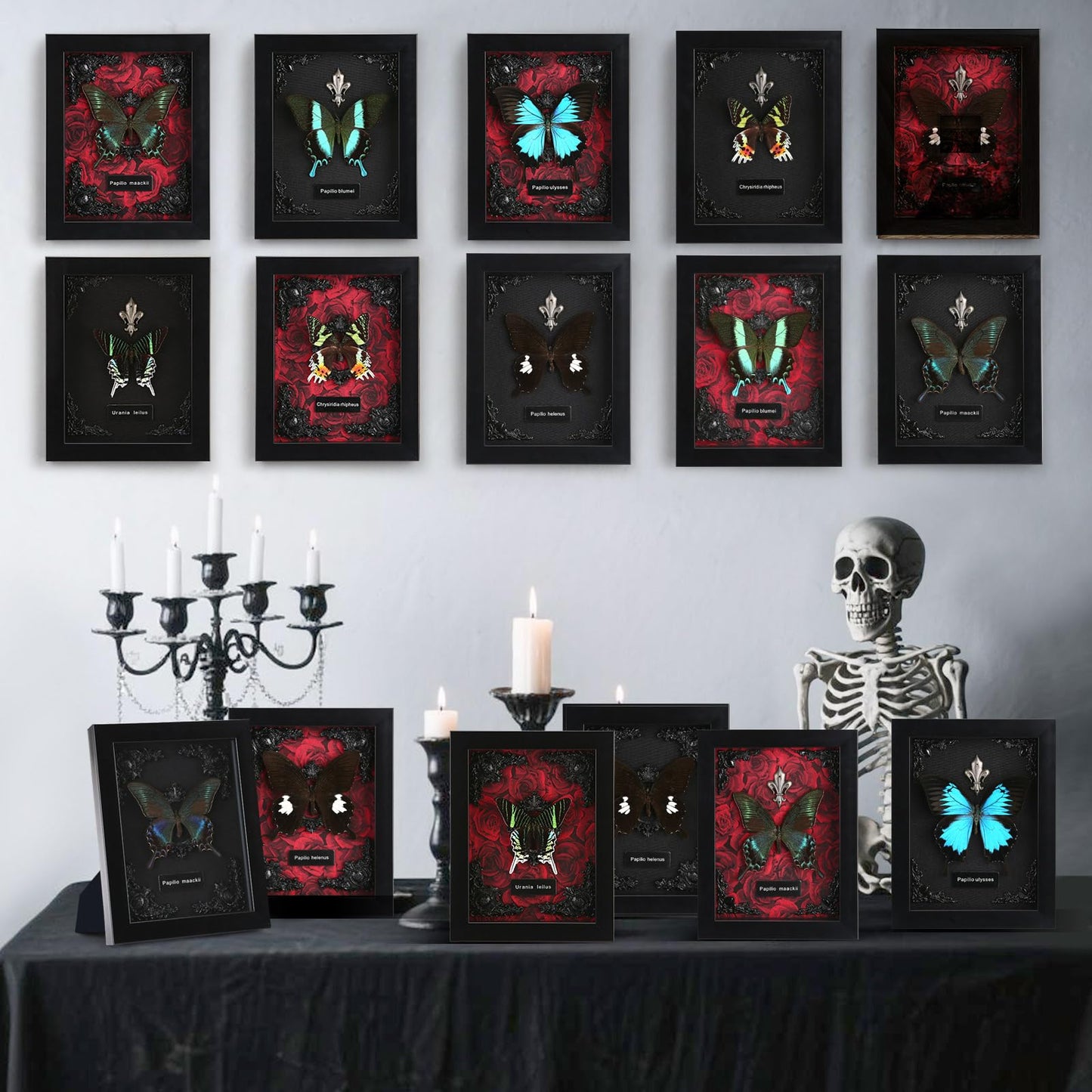 Real Framed Butterfly Taxidermy - Shadow Box, Real Framed Butterfly in a Box for Gothic Home Decor Aesthetic (B_Alpine Black Swallowtail Black Background #1)