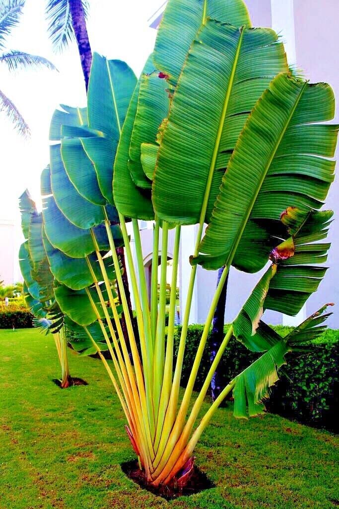 10 Travelers Palm Tree Seeds Ravenala madagascariensis Bird of Paradise