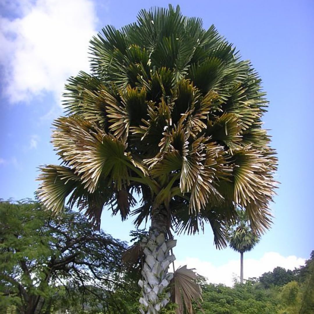 Palm Tree Plant, Live Tropical Palm Tree, Fully Rooted in 3 Gallon Pot, Ready for Outdoor Planting (Huge Green Leaves Palm)