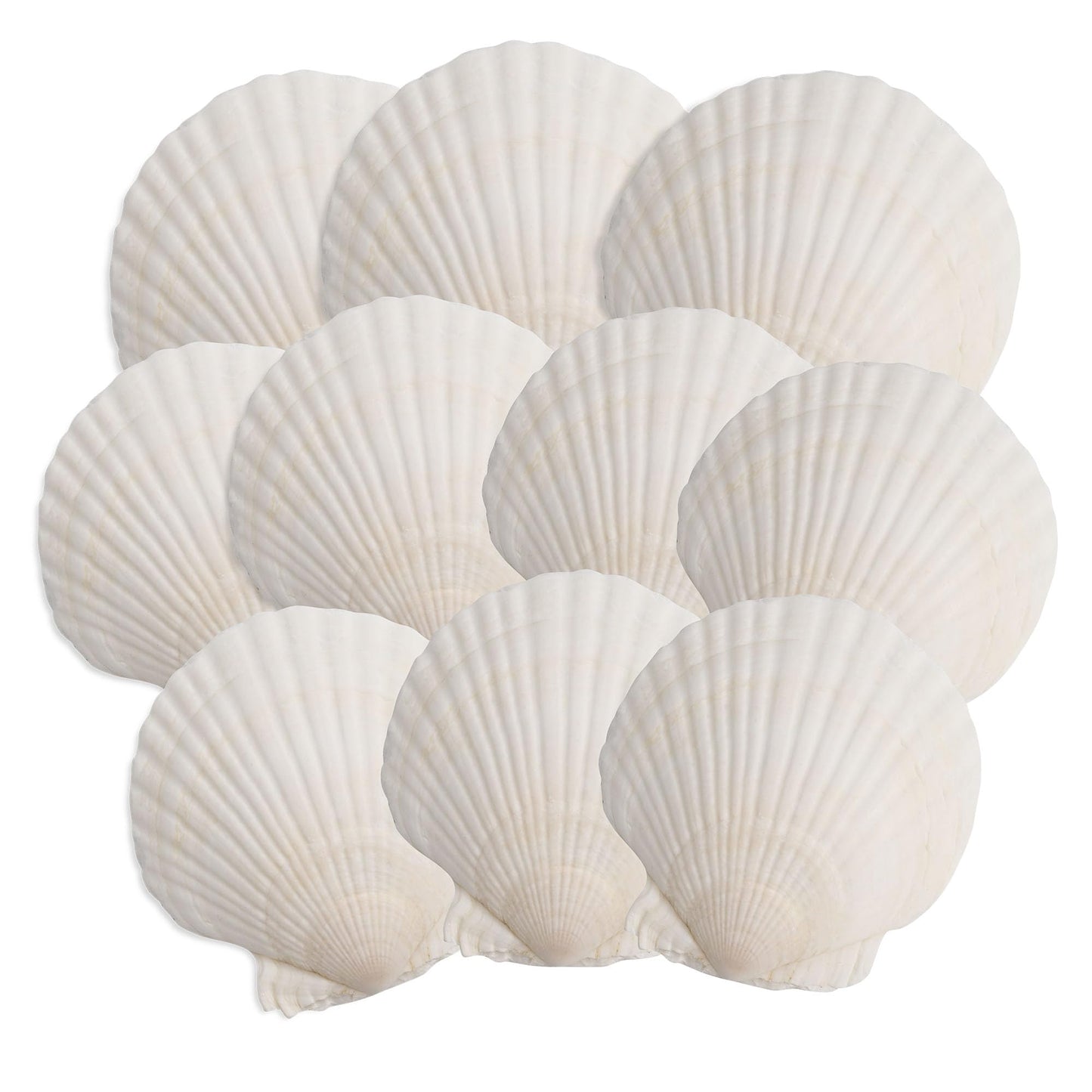 OTNBGSR 10PCS Scallop Shells, 4''-5'' White Seashells,for DIY Crafts, Painting, Ocean Themed Parties and Home Decorations.