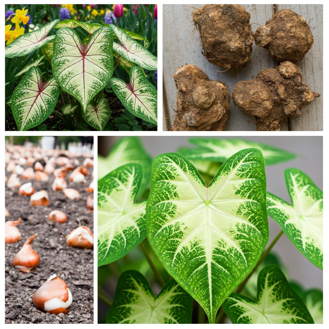 Constellation Caladium Bulbs for Planting - Perennial Hosta, Elephant Ears, Fancy (6 Bulbs)