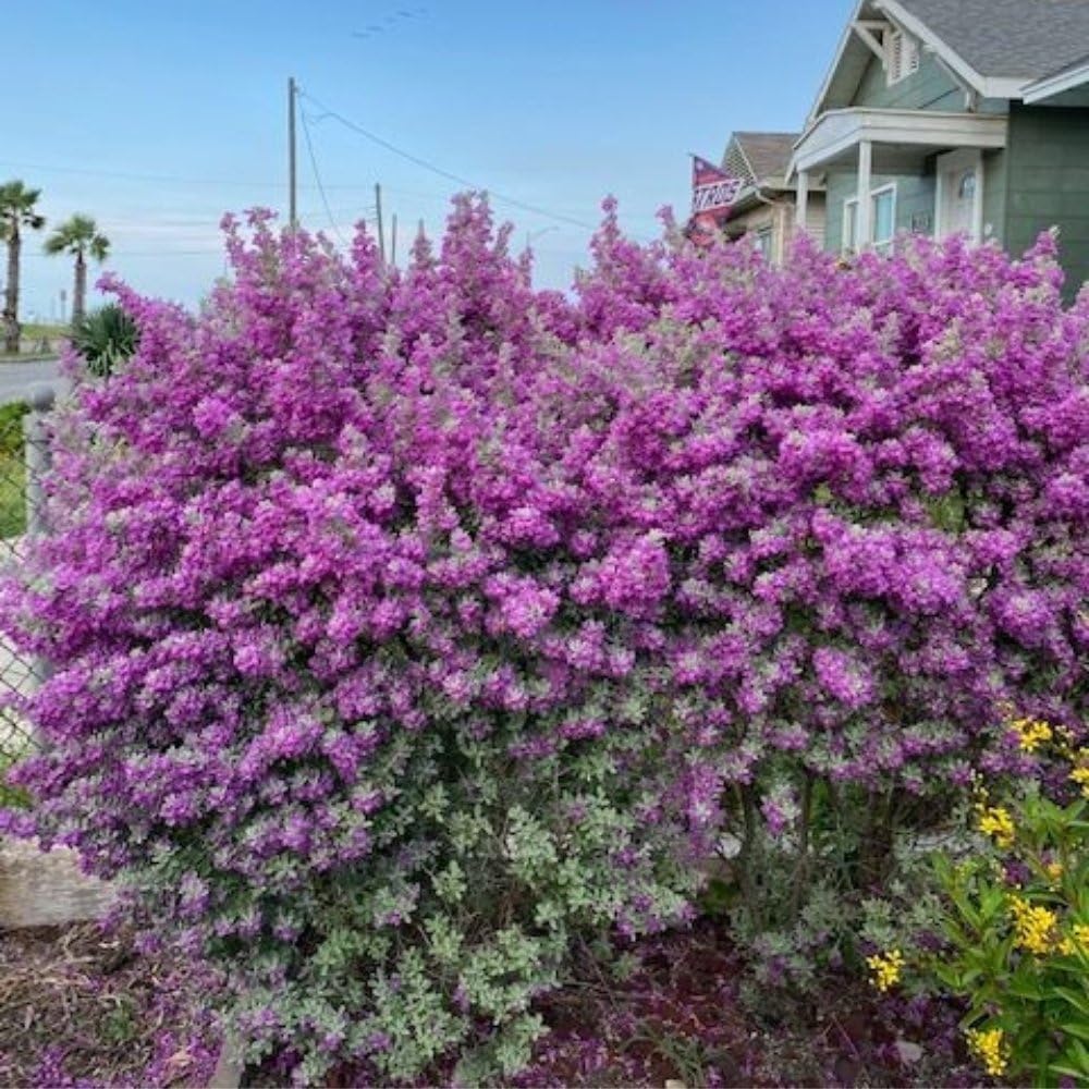 Texas Sage – Live Plants (12)