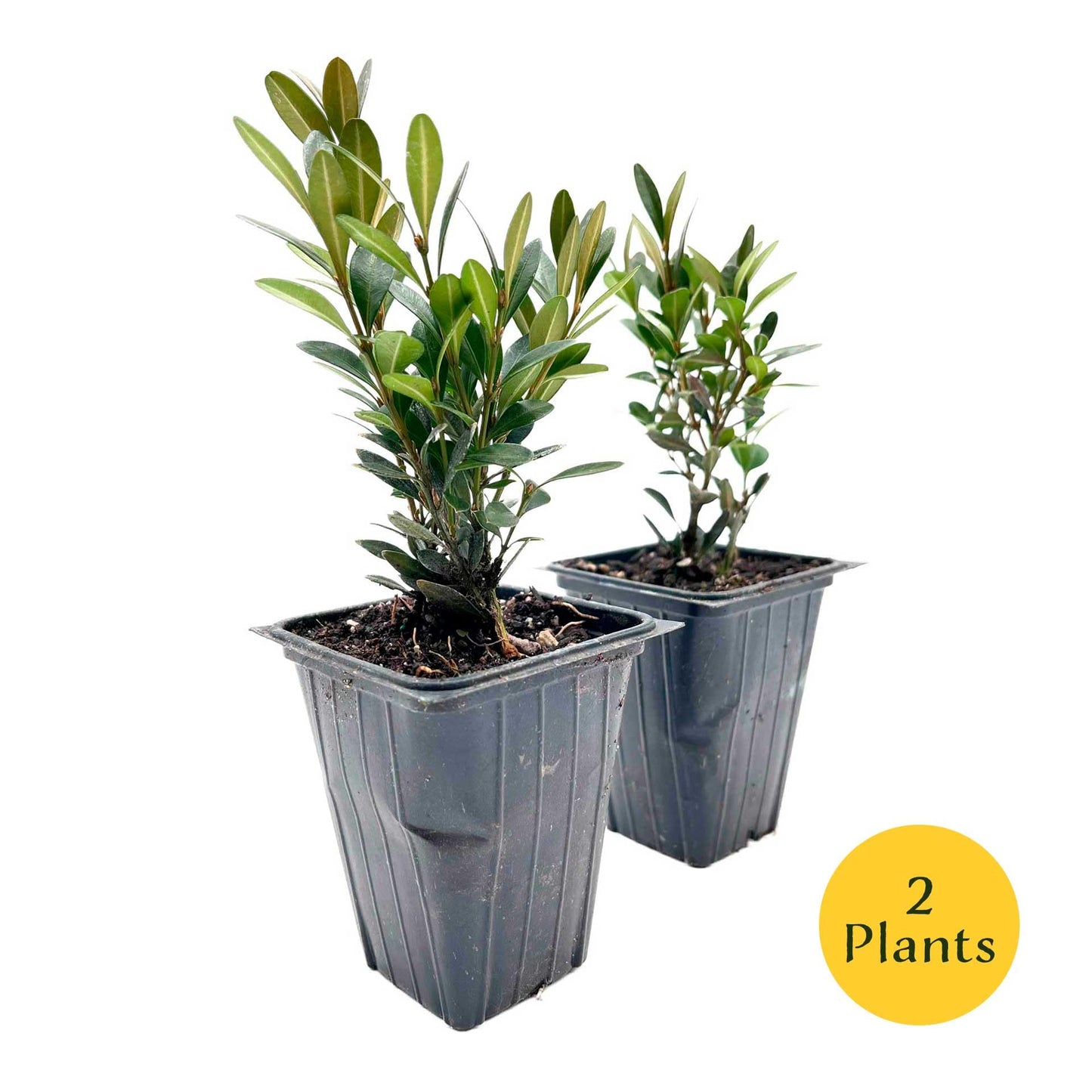 2 Green Gem Boxwood – Compact Rounded Evergreen Shrub for Low Hedges, Borders & Container Planting (Buxus sempervirens ‘Green Gem’) in 3.5″ Cubes, Live Plants