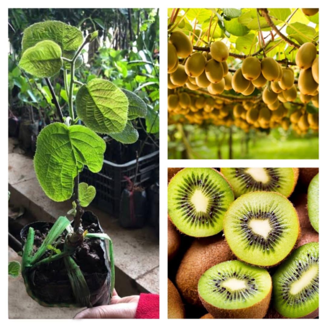 Pack 2 High-Yielding Kiwi Trees Live Plants Vine for Planting, Starter Size, 4 to 6 Inches in Tall, No Pot, Sweet and Hardy Tree