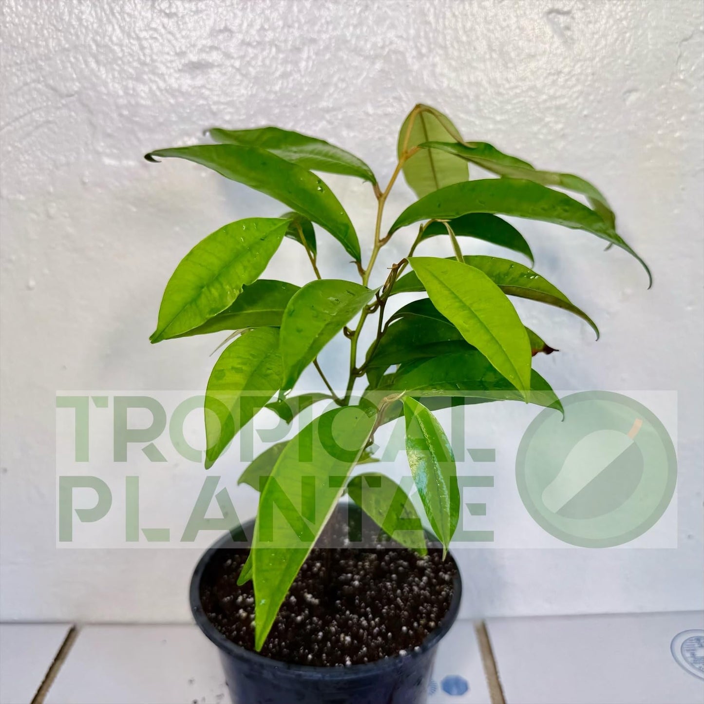 Caimito Tree (Chrysophyllum cainito) – Star Apple Live Tropical Fruit Plant 1–2 ft Tall TROPICALPLANTAE