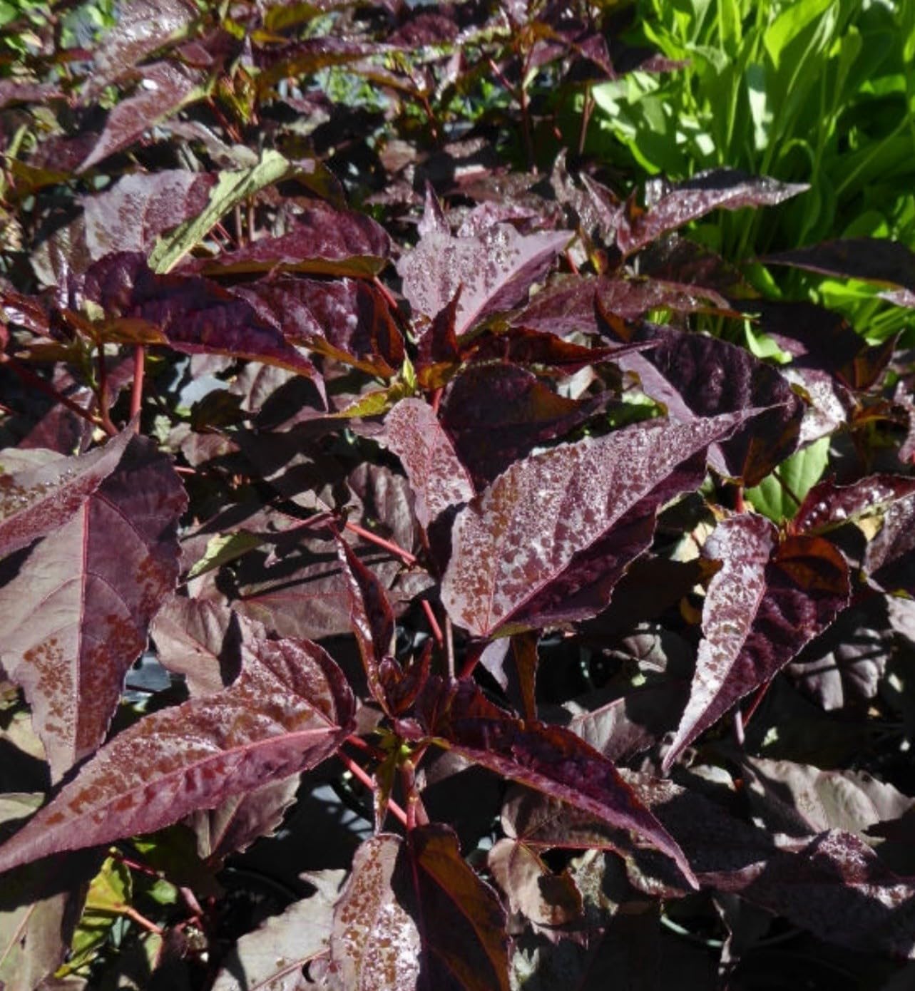 Live Plant - Mimi Hibiscus Moscheutos-Small Rooted Starter Plant-Huge 6-8”Blooms