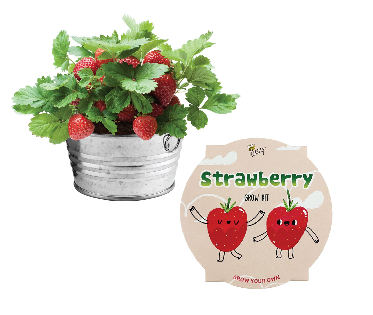 BUZZY Seeds Mini Basin Gardening Kit with Strawberry Seeds for Planting, Flowering Fruit Starter Set, Indoor Plants, DIY Plant Project, Party Favor