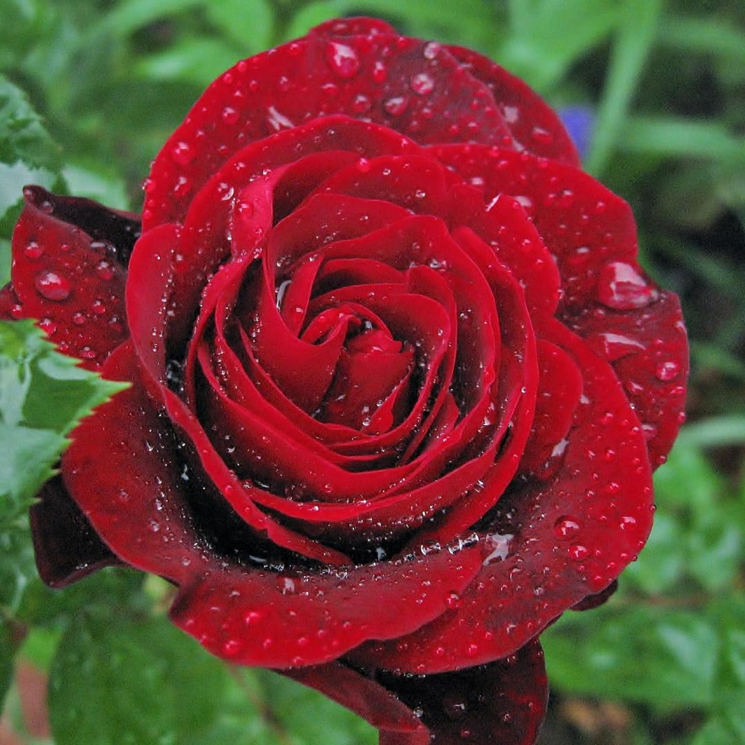 Red Climbing Rose Live Plant, Fragrant Rose Bush Ready to Plants, Zone 5 to 9, Size 3 to 5 Inches and Bare Root