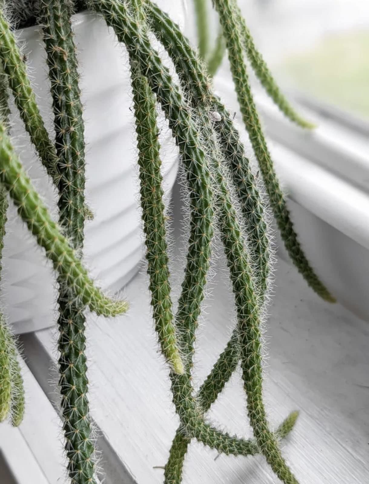 4" Rat Tail Cactus Rare Live Cactus Succulent Fully Rooted-Aporocactus Flagelliformis Live Plant. Easy to Grown Indoor/Outdoor.